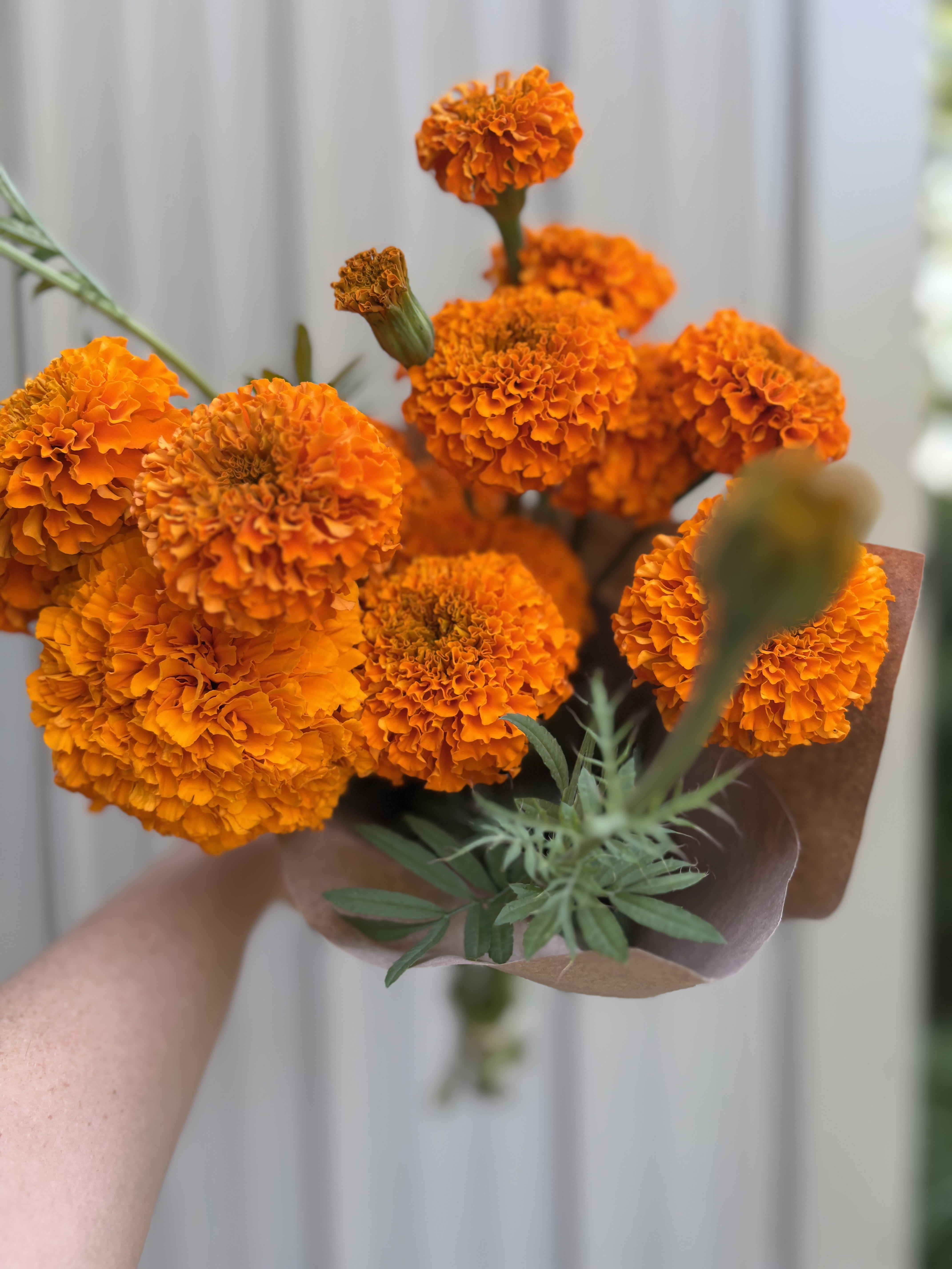 TAGETES erecta