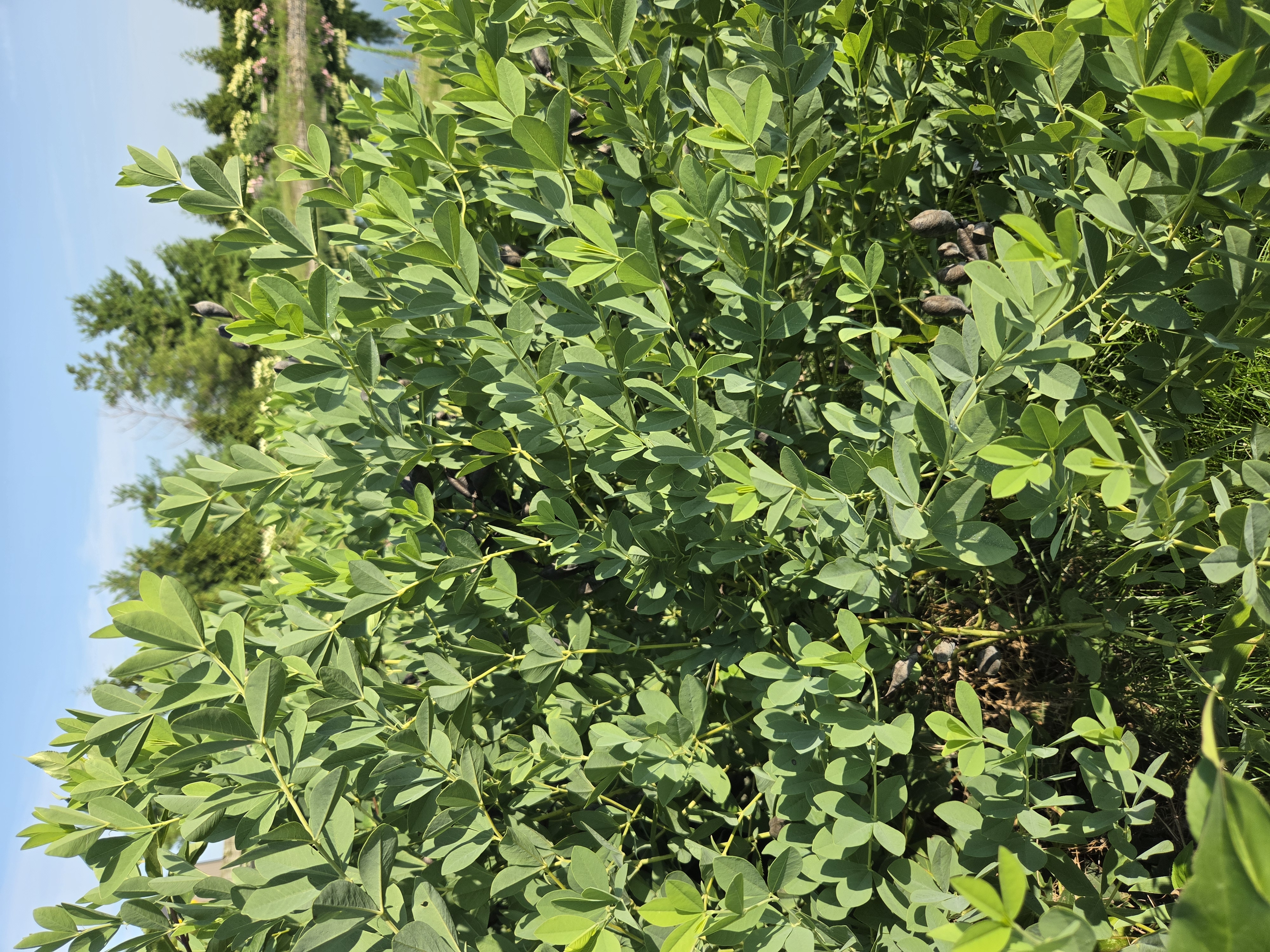 BAPTISIA australis
