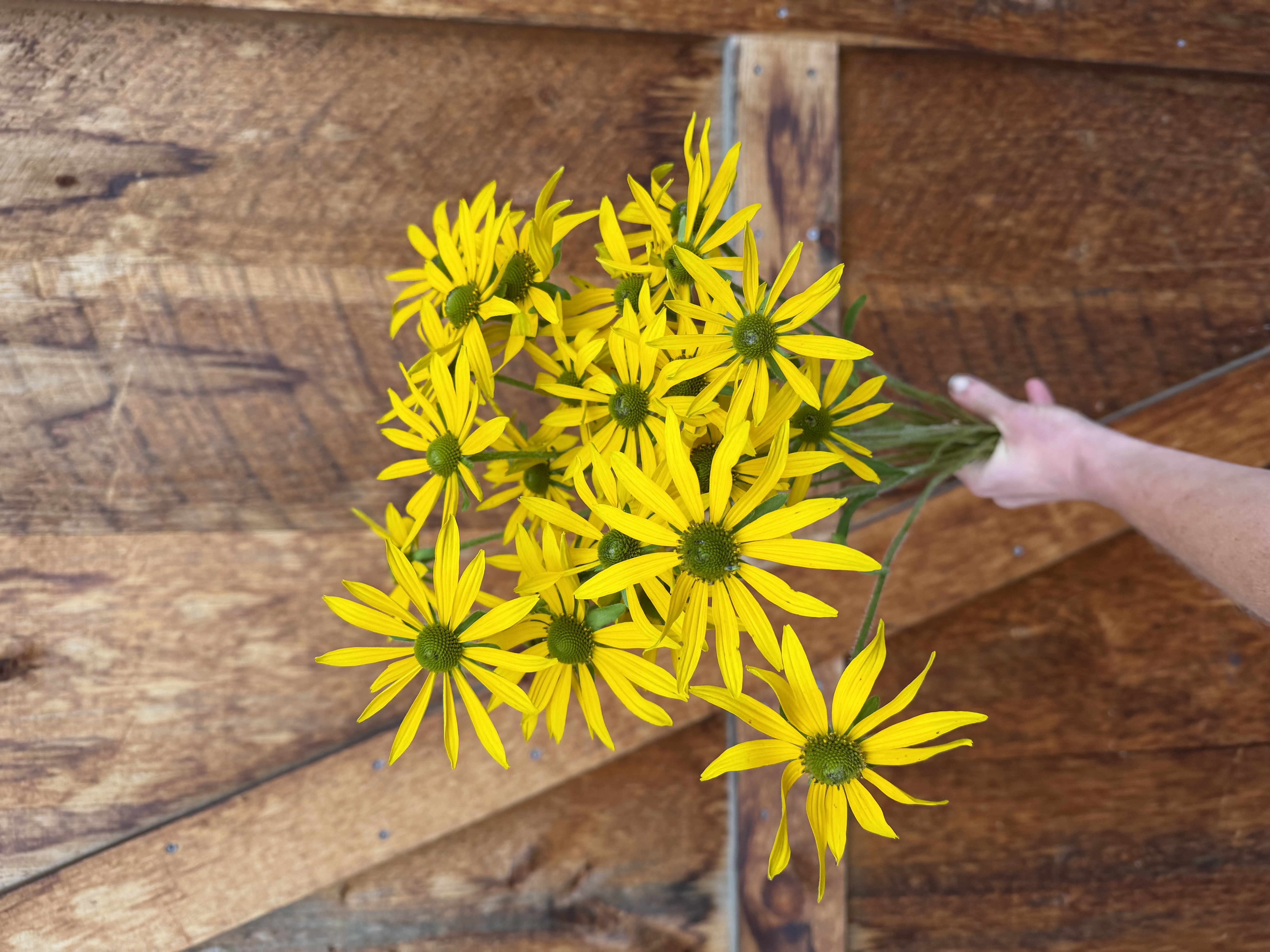 RUDBECKIA hirta