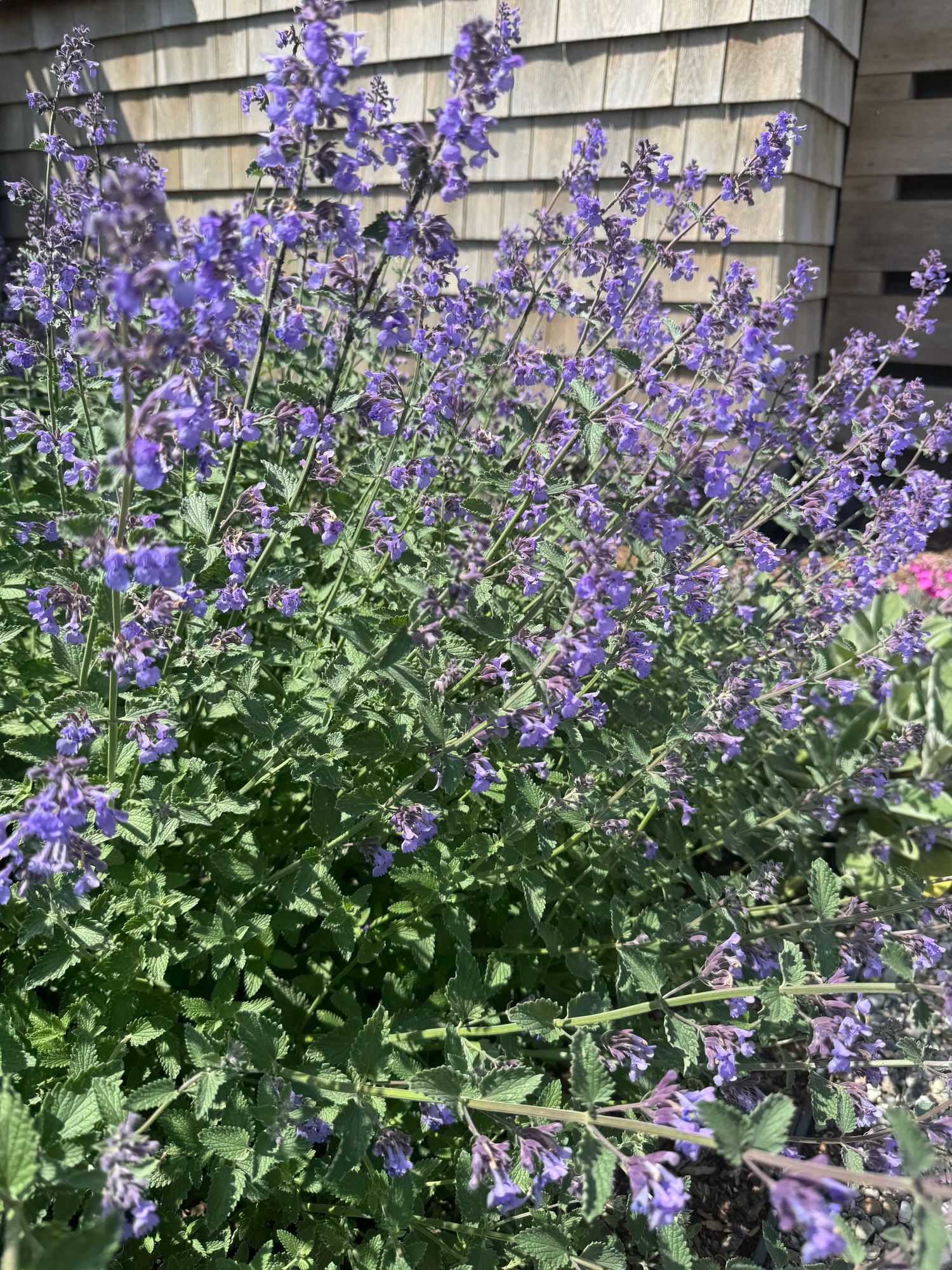 CALAMINTHA nepeta