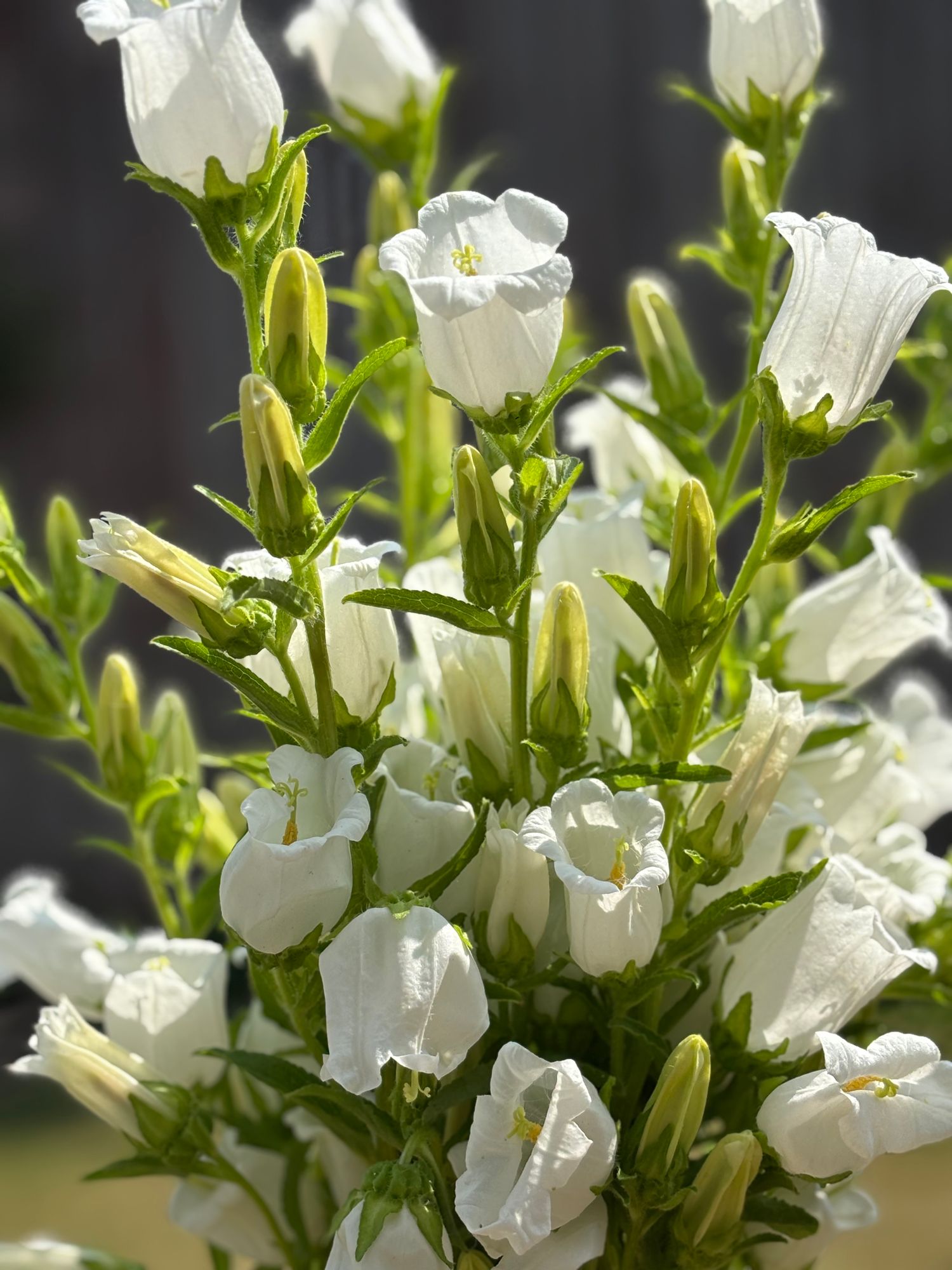 CAMPANULA medium Champion II White