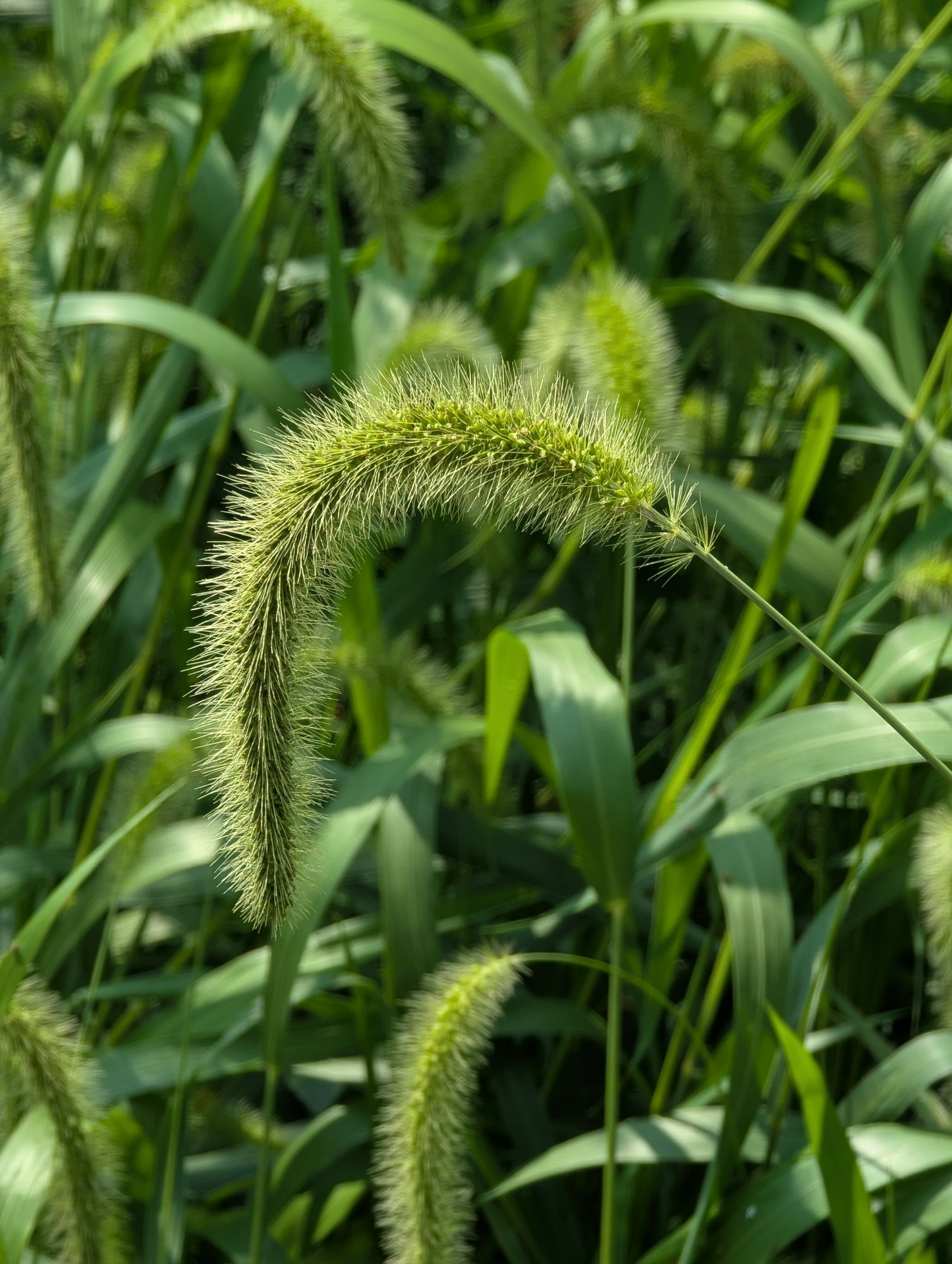 SETARIA viridis