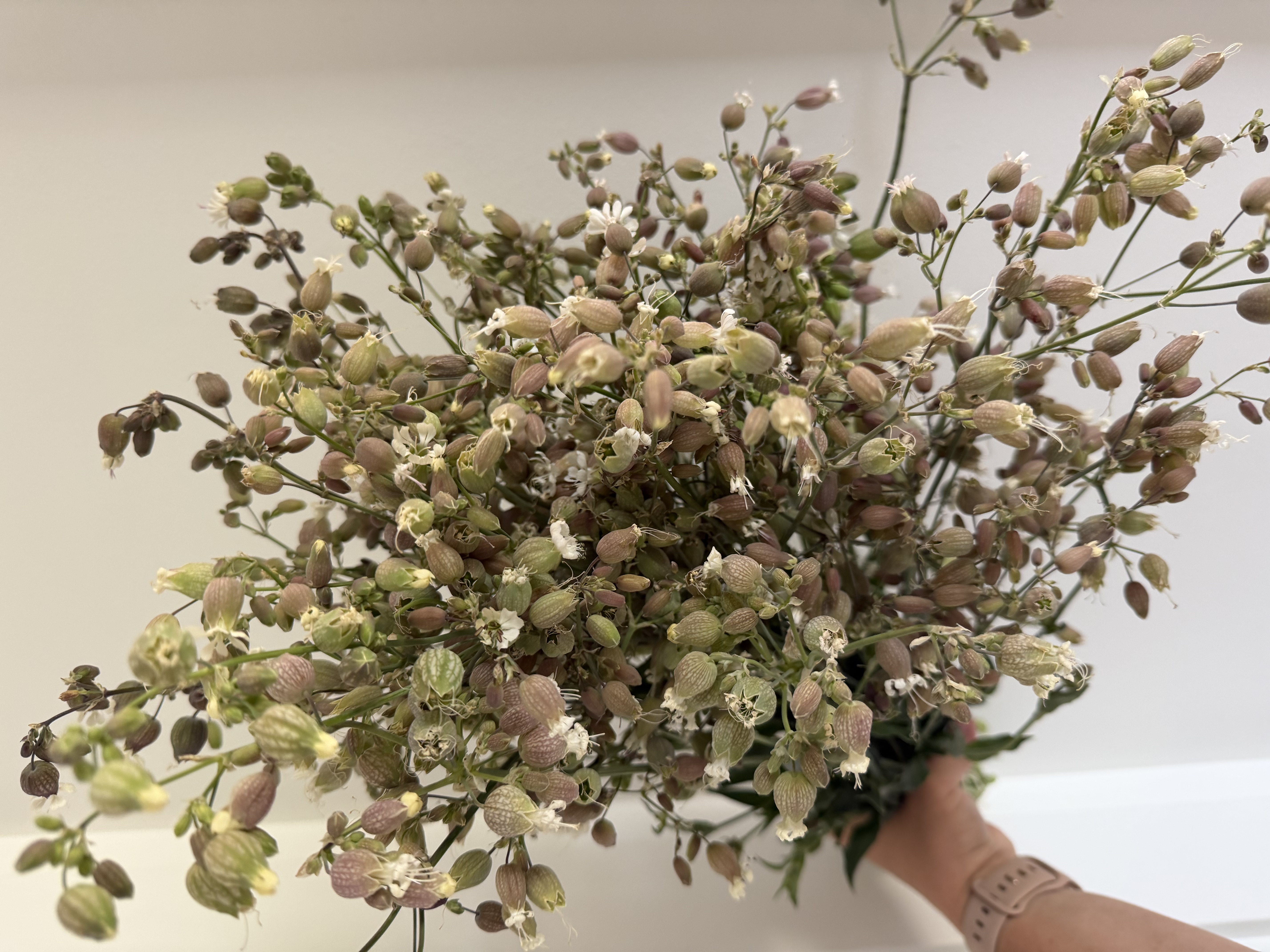 SILENE vulgaris Blushing Lanterns