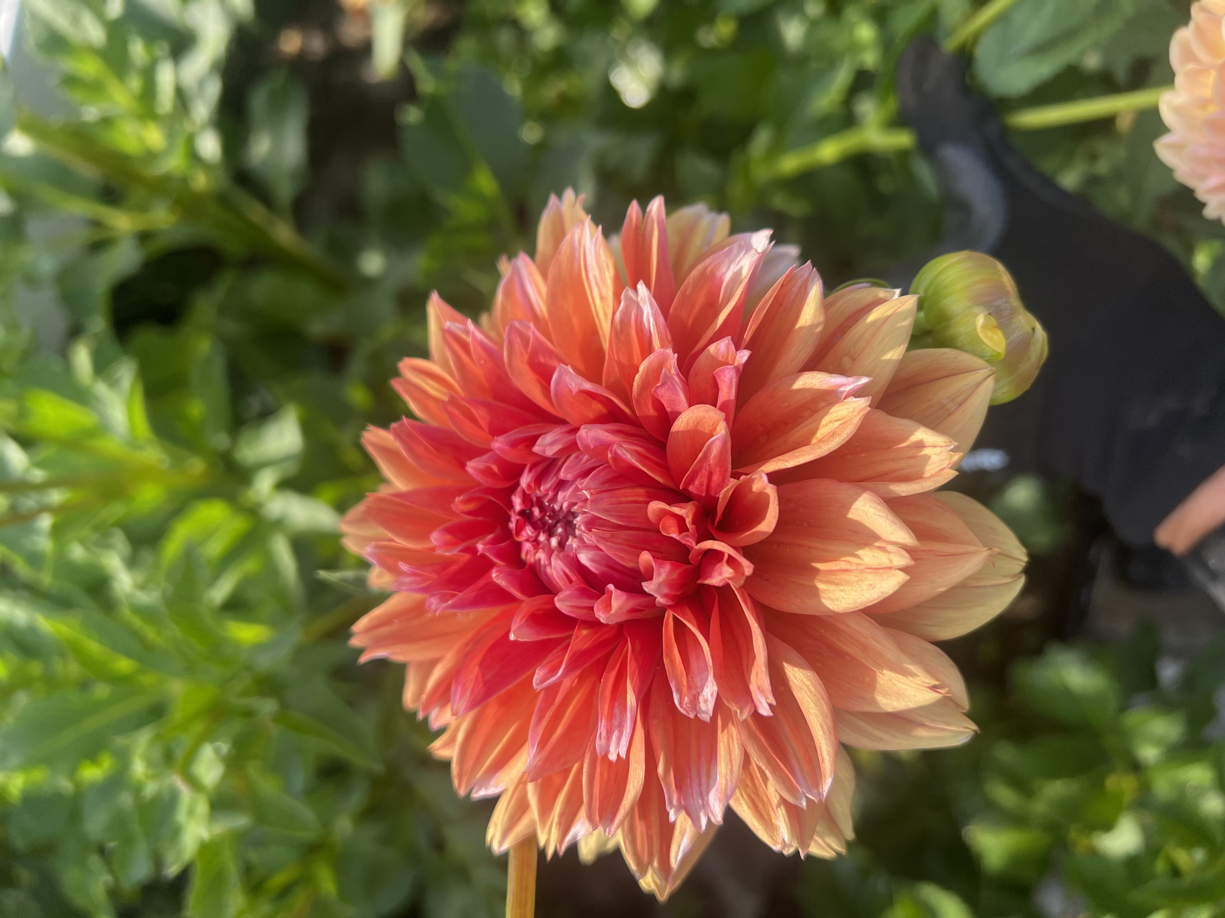 DAHLIA