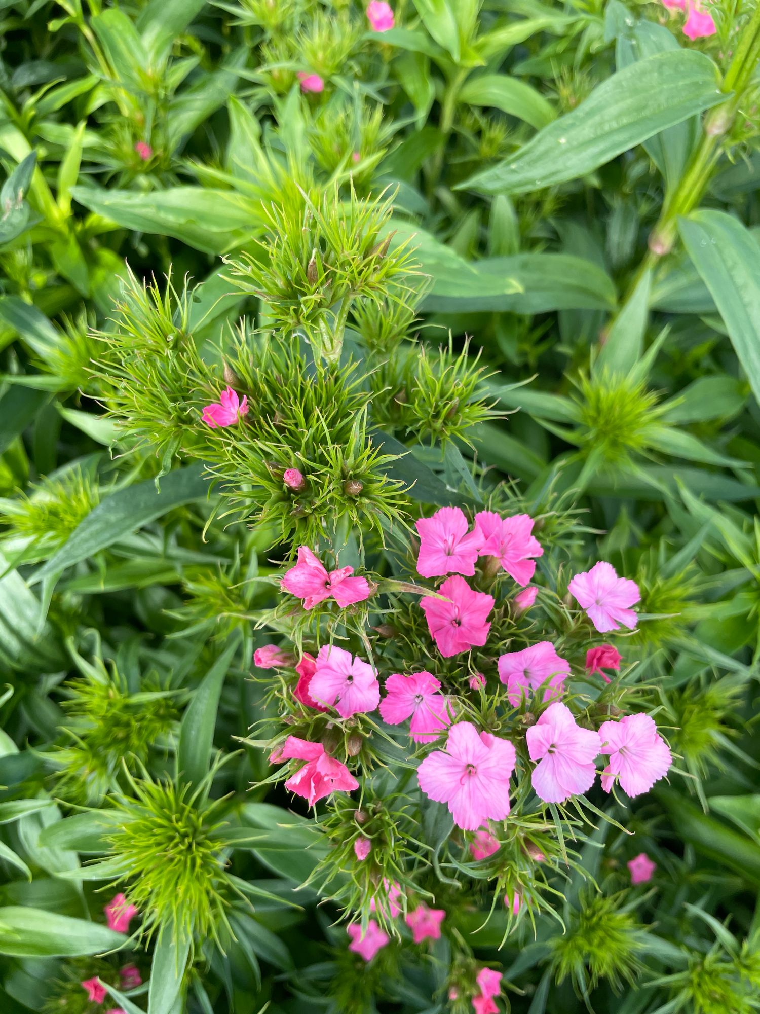 DIANTHUS barbatus Sweet Coral