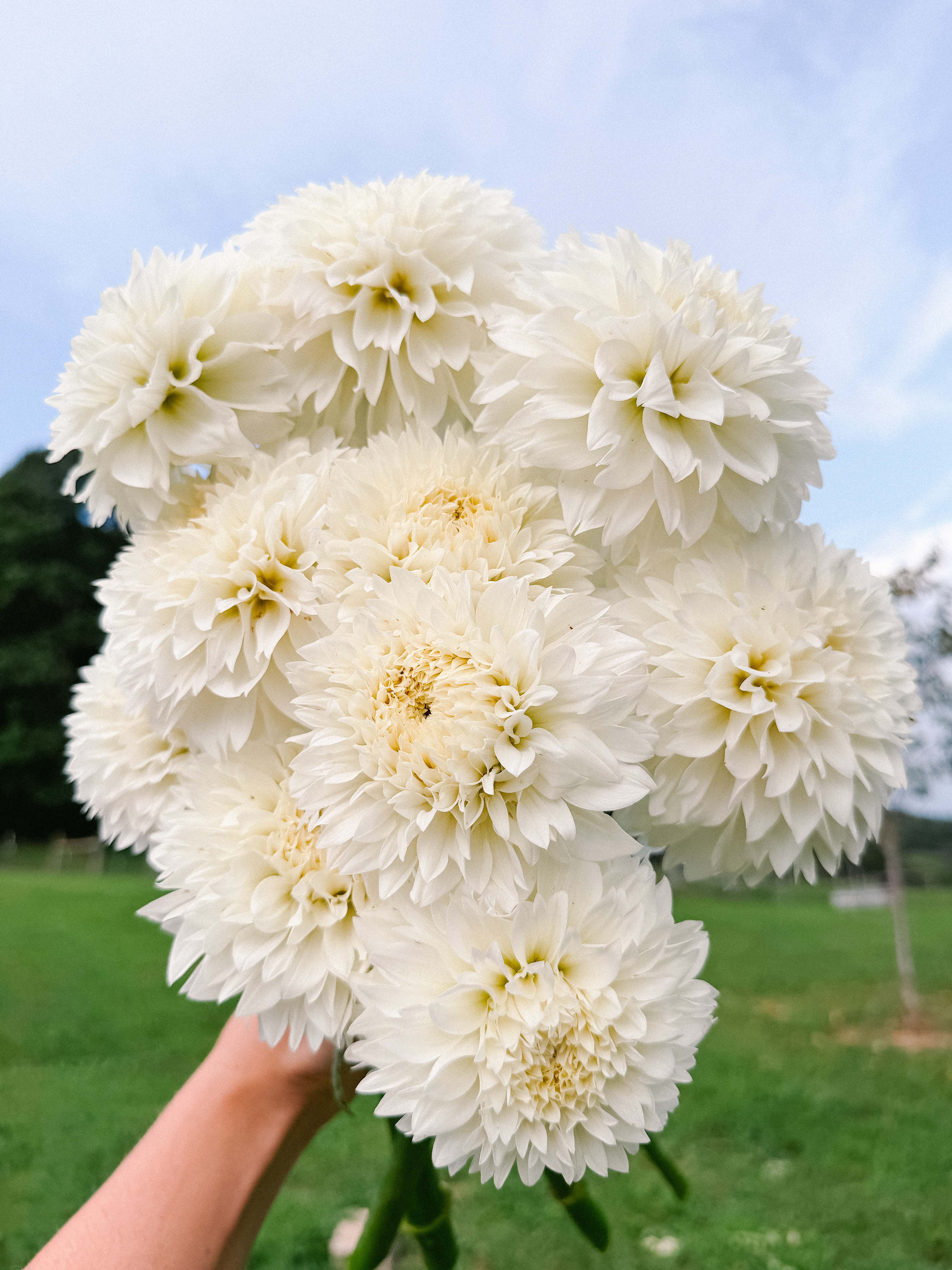 DAHLIA Gitts Attention