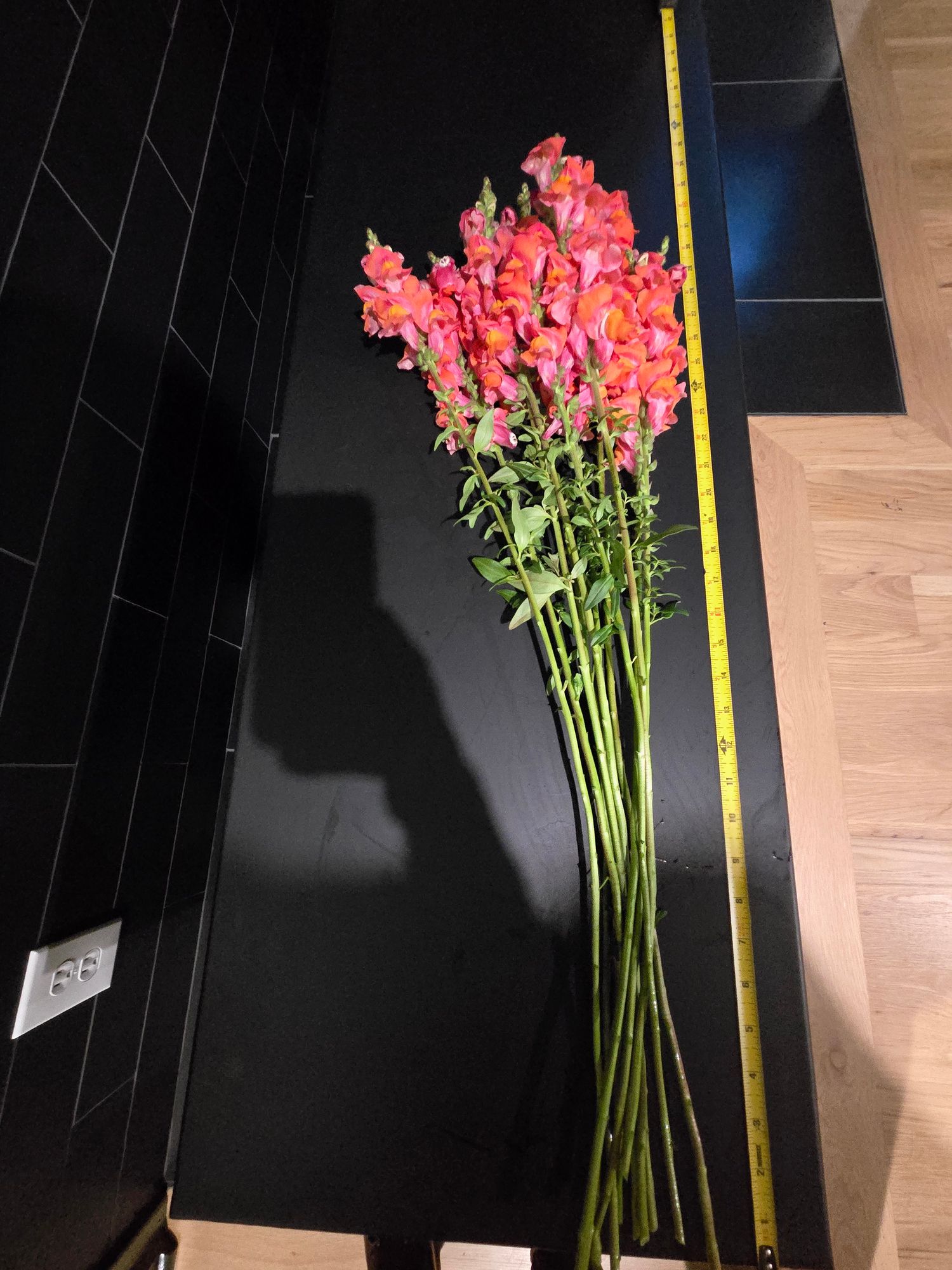 ANTIRRHINUM majus Cool Orange