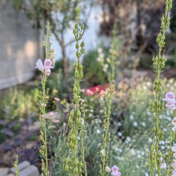 PENSTEMON digitalis