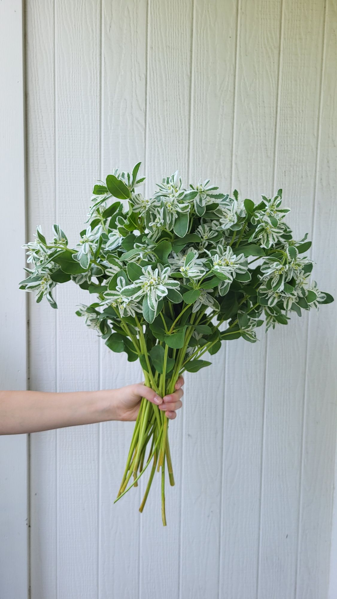 EUPHORBIA characias