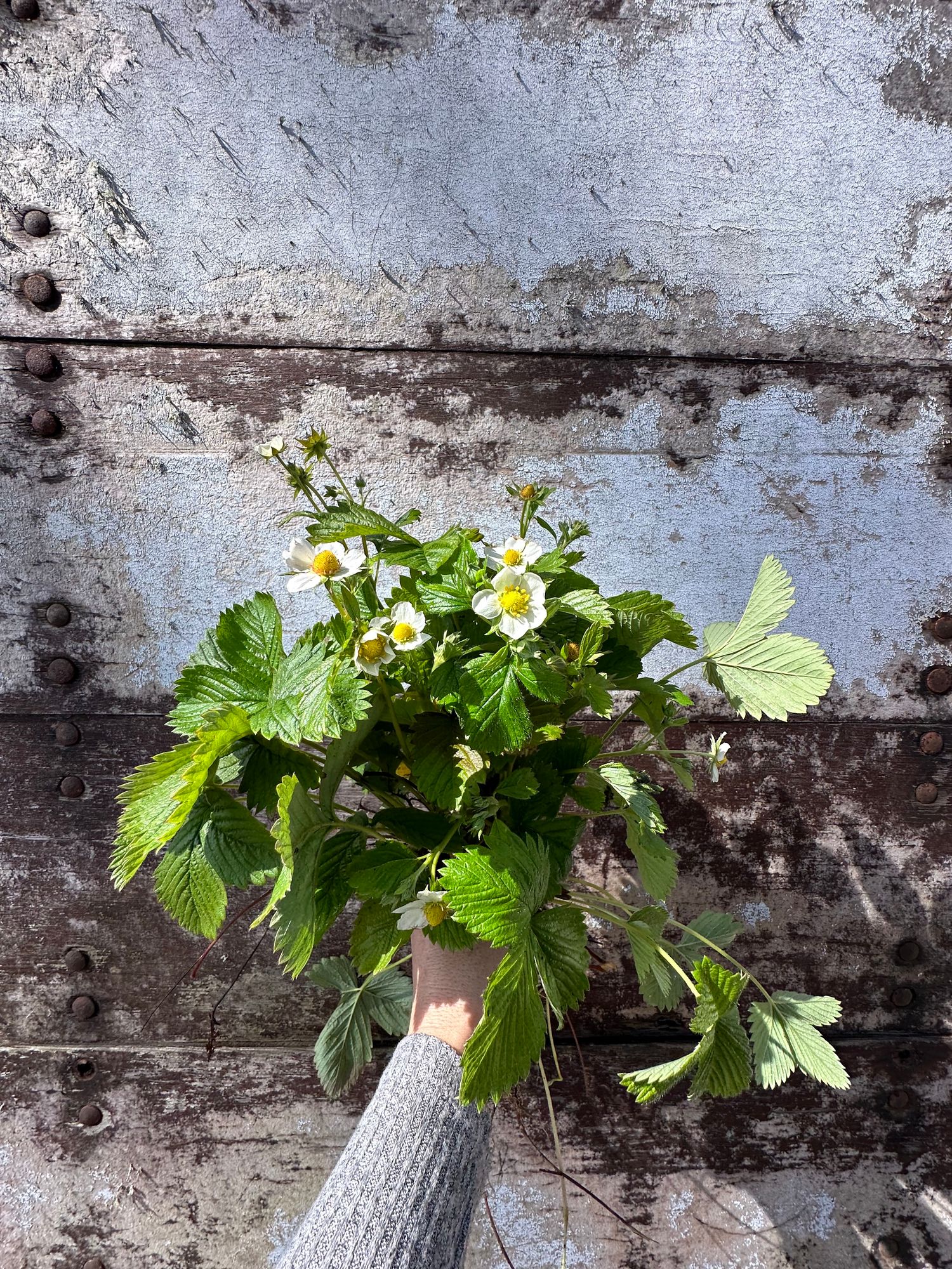 FRAGARIA x ananassa