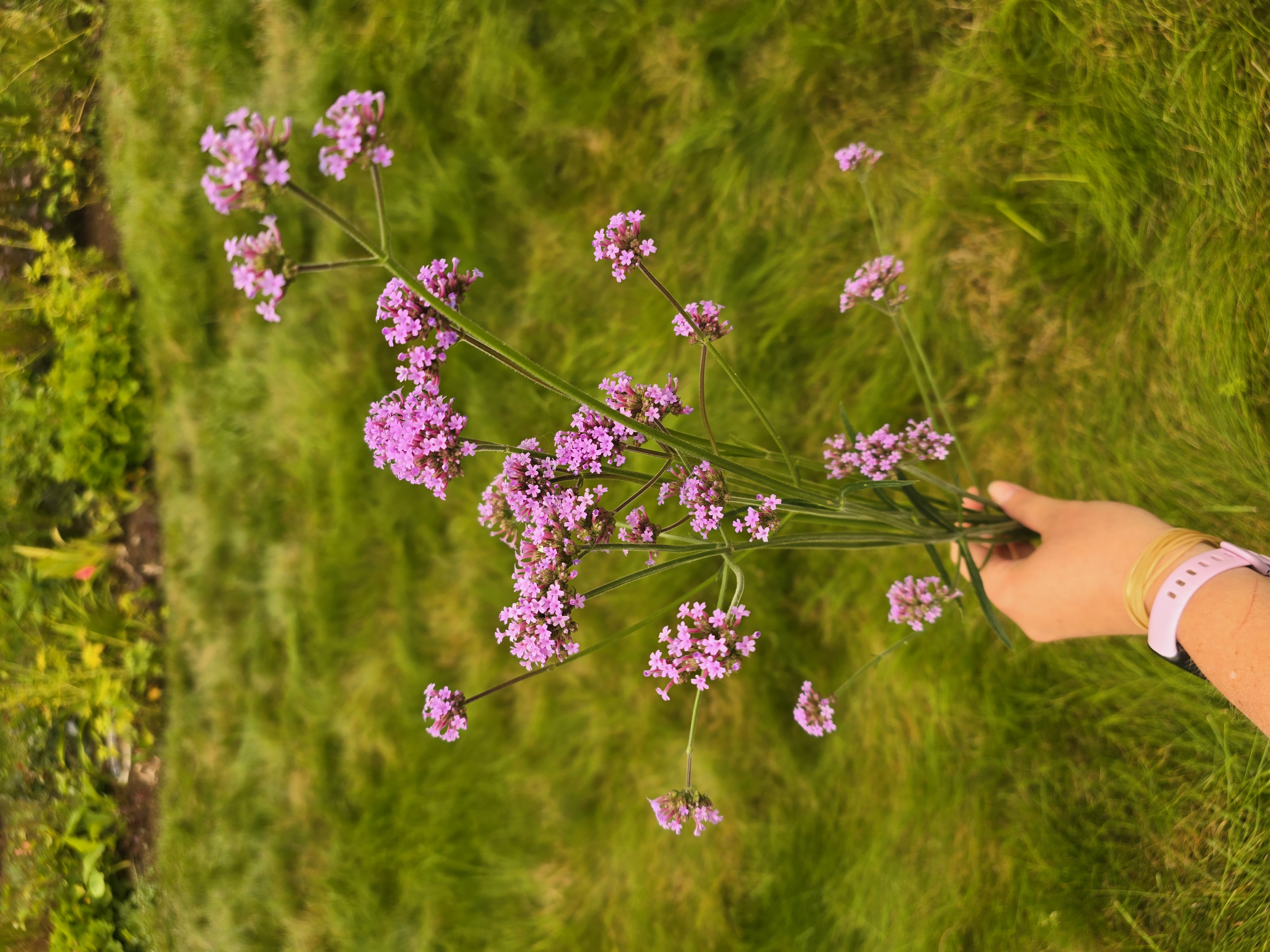 VERBENA bonariensis
