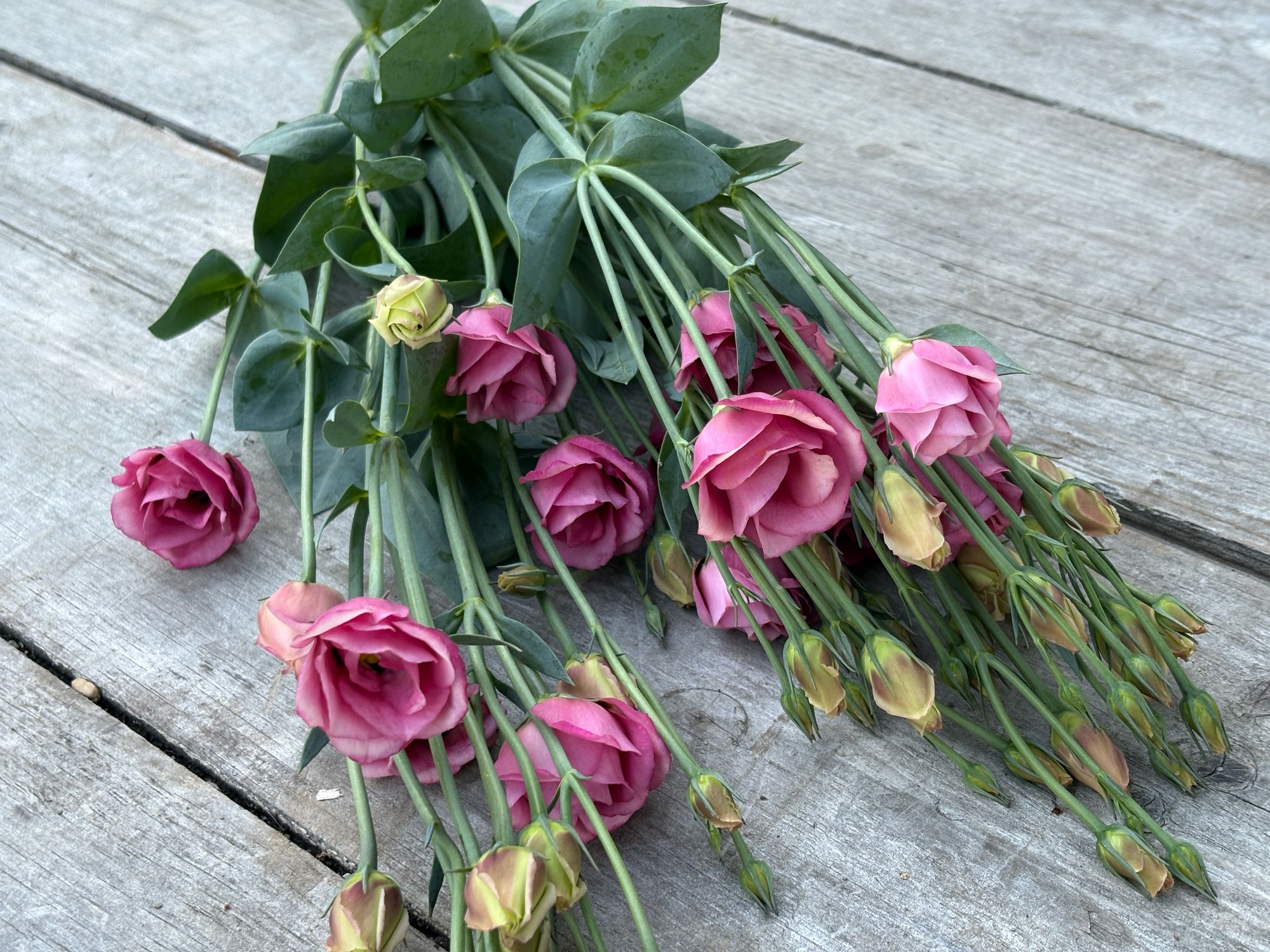 EUSTOMA grandiflorum Doublini