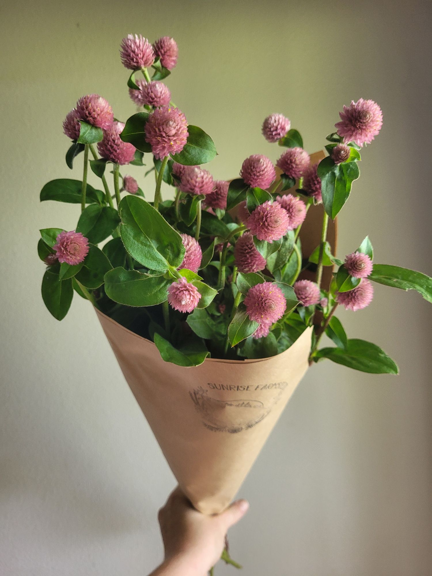 GOMPHRENA globosa
