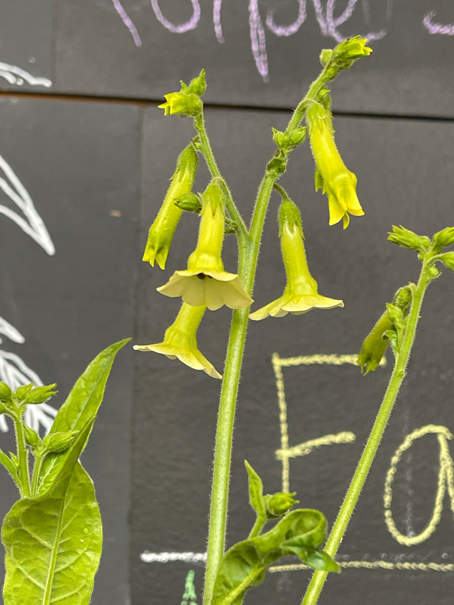 NICOTIANA alata Lime Green