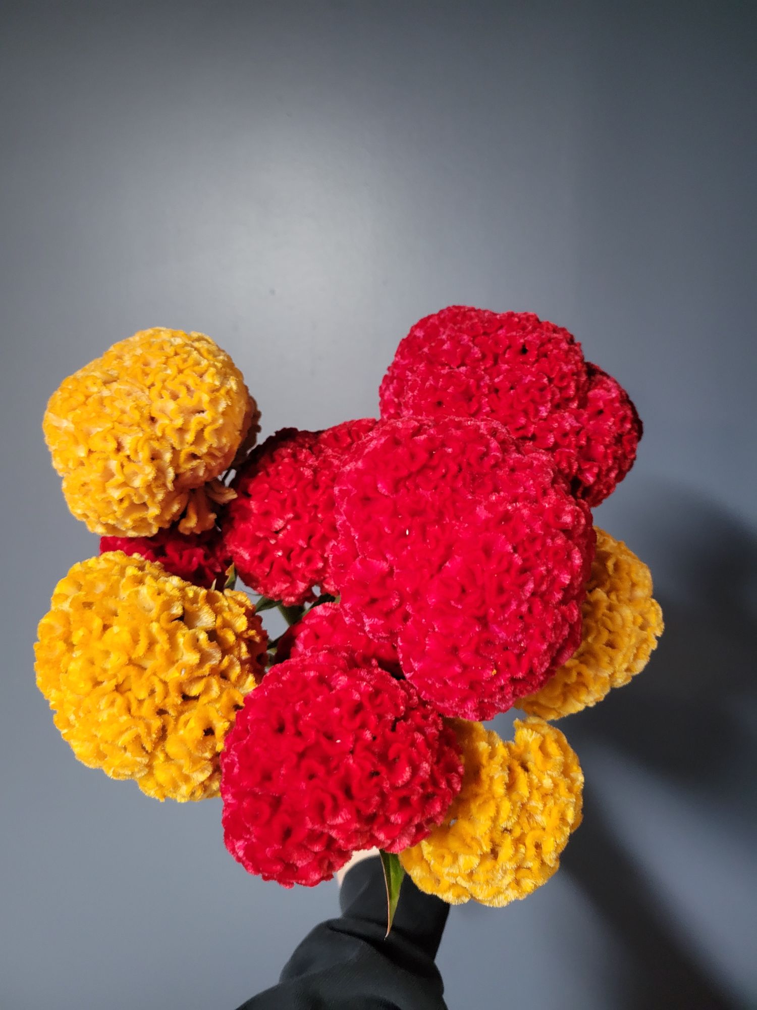 CELOSIA argentea var. cristata