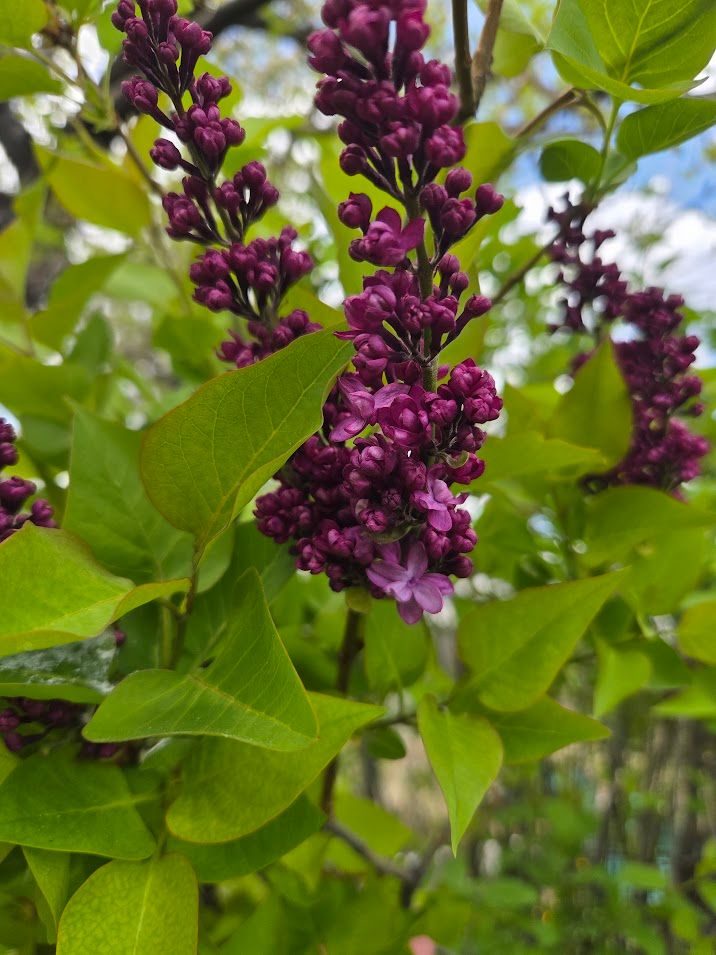 SYRINGA vulgaris Charles Joly