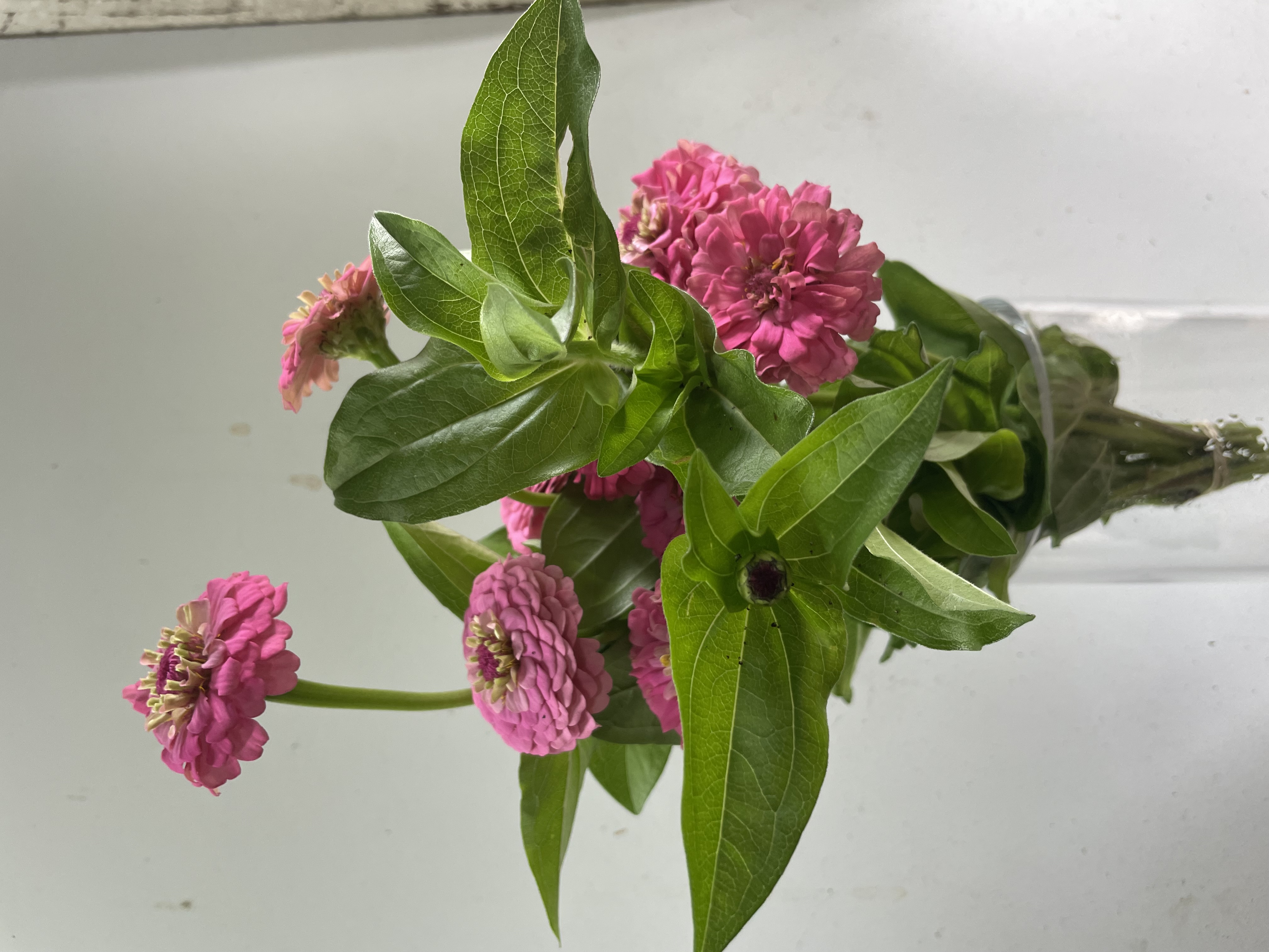 ZINNIA elegans Envy