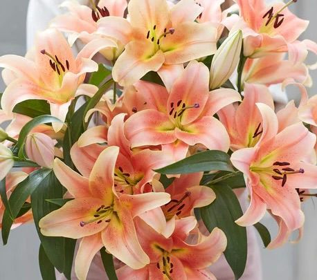 LILIUM x orientalis