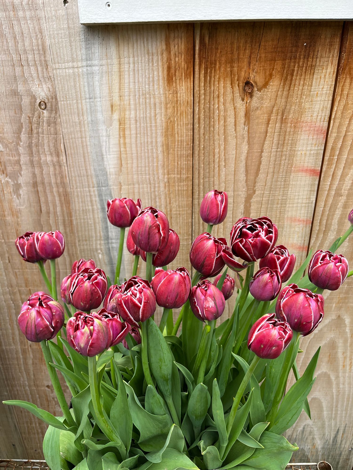 TULIPA Dream Touch