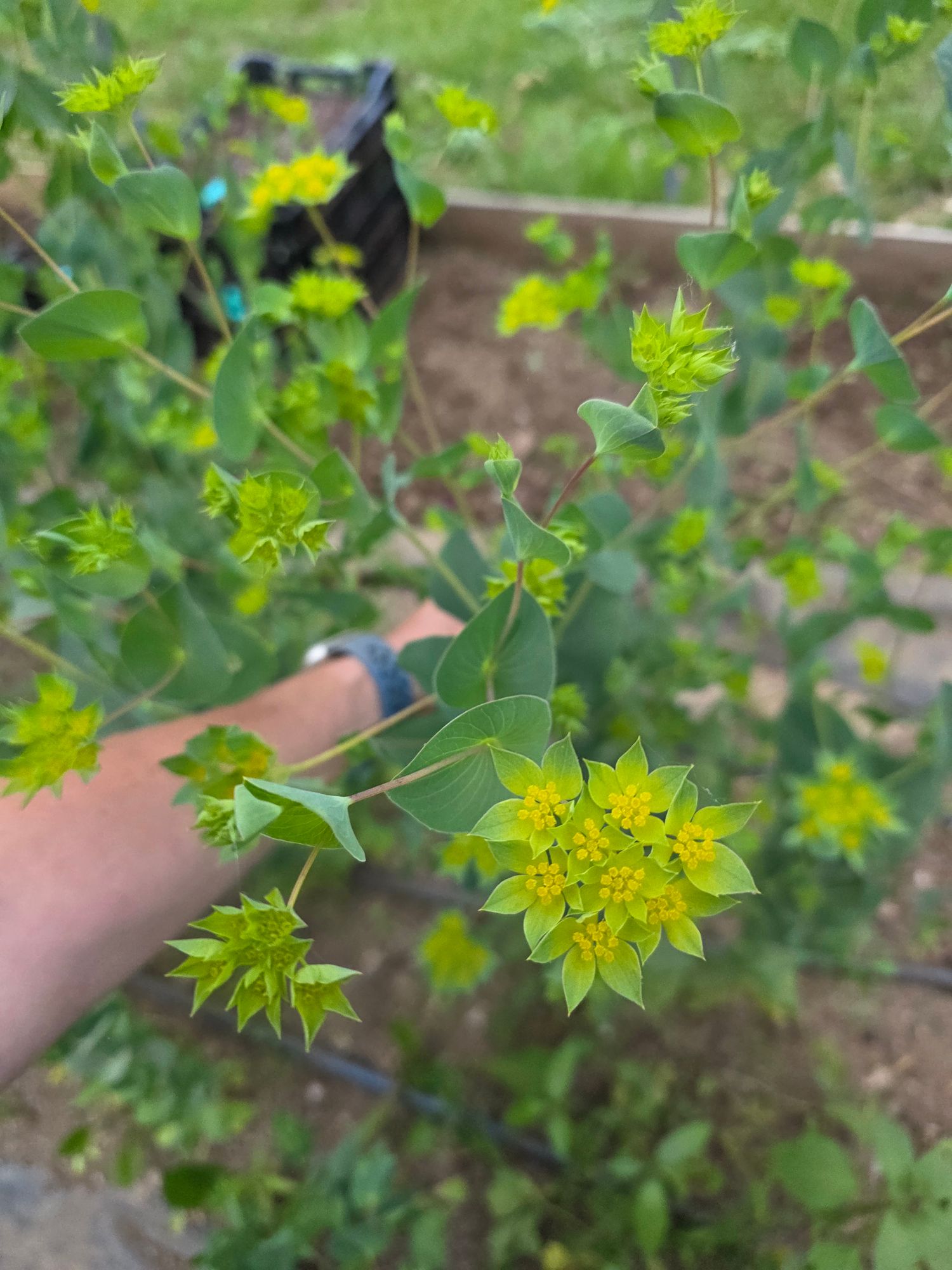 BUPLEURUM griffithii Green Gold