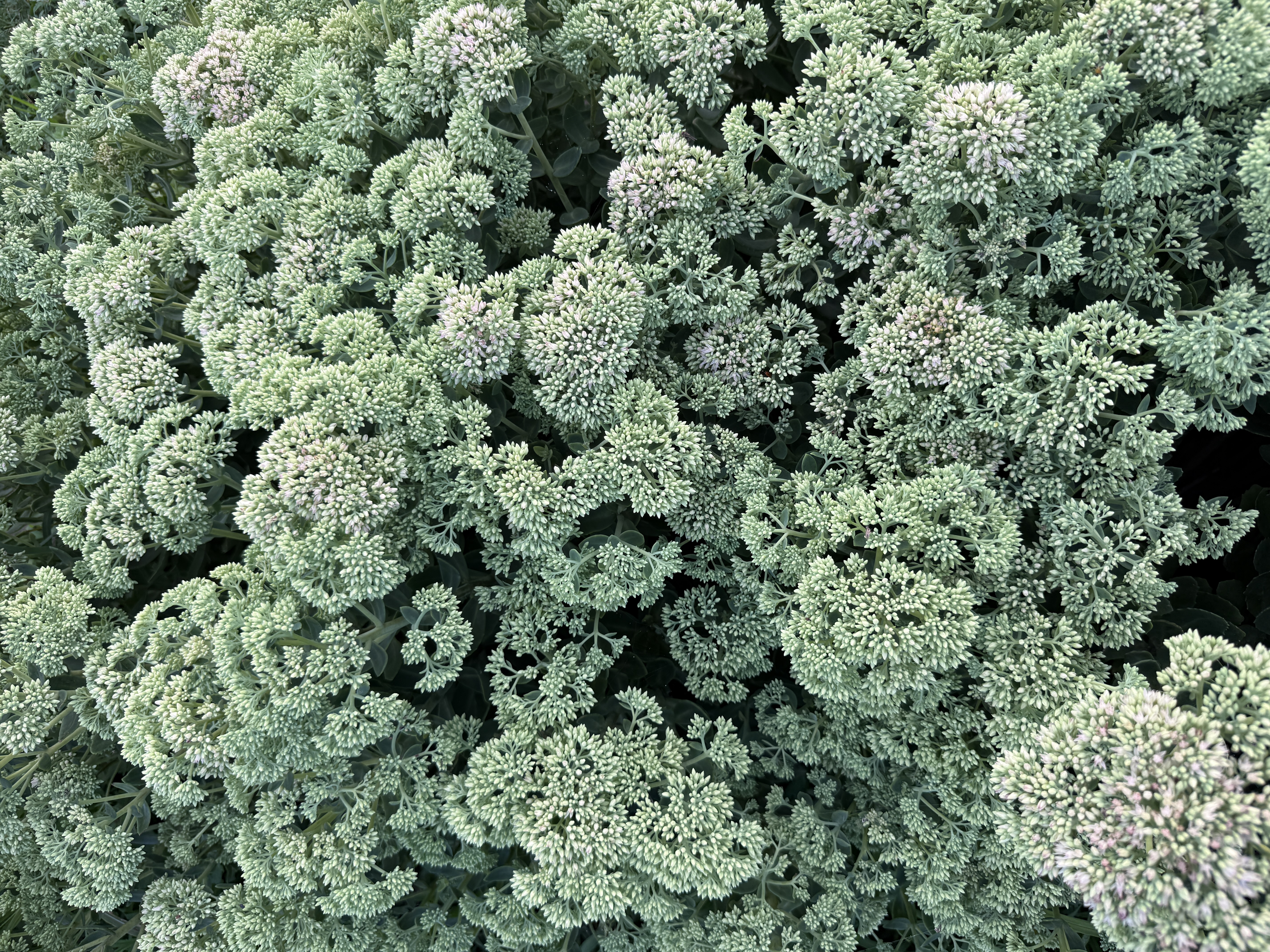HYLOTELEPHIUM spectabile Autumn Joy