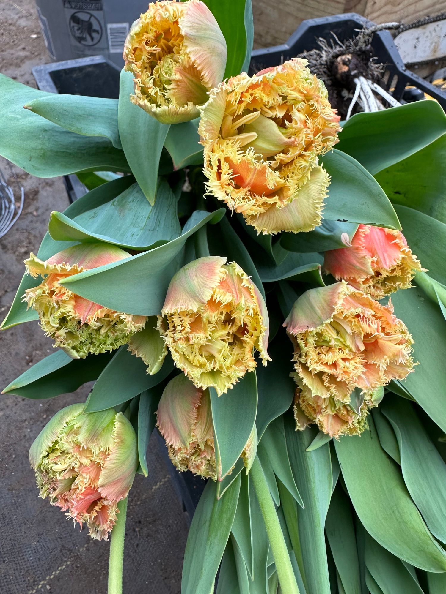 TULIPA