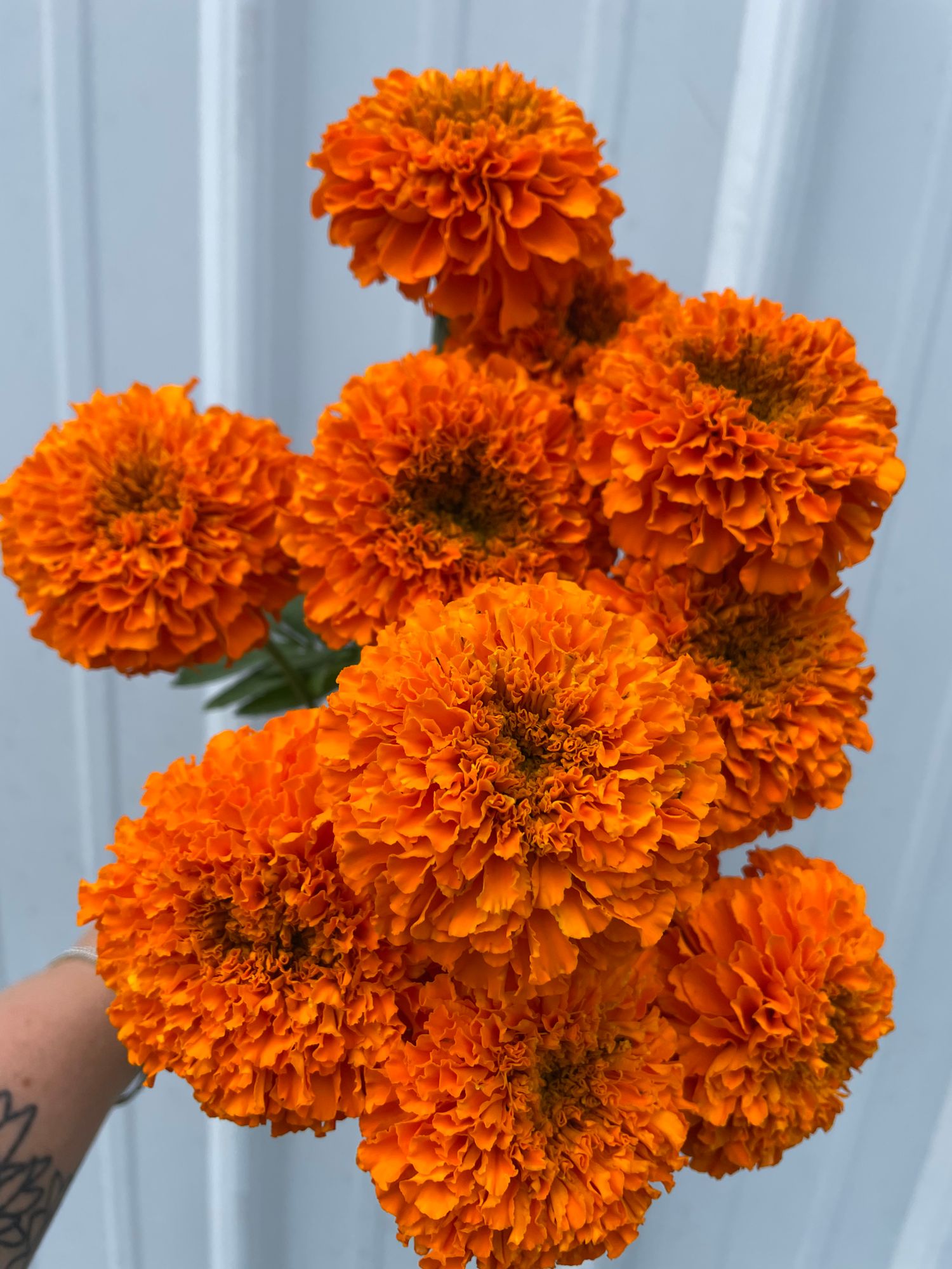 TAGETES erecta