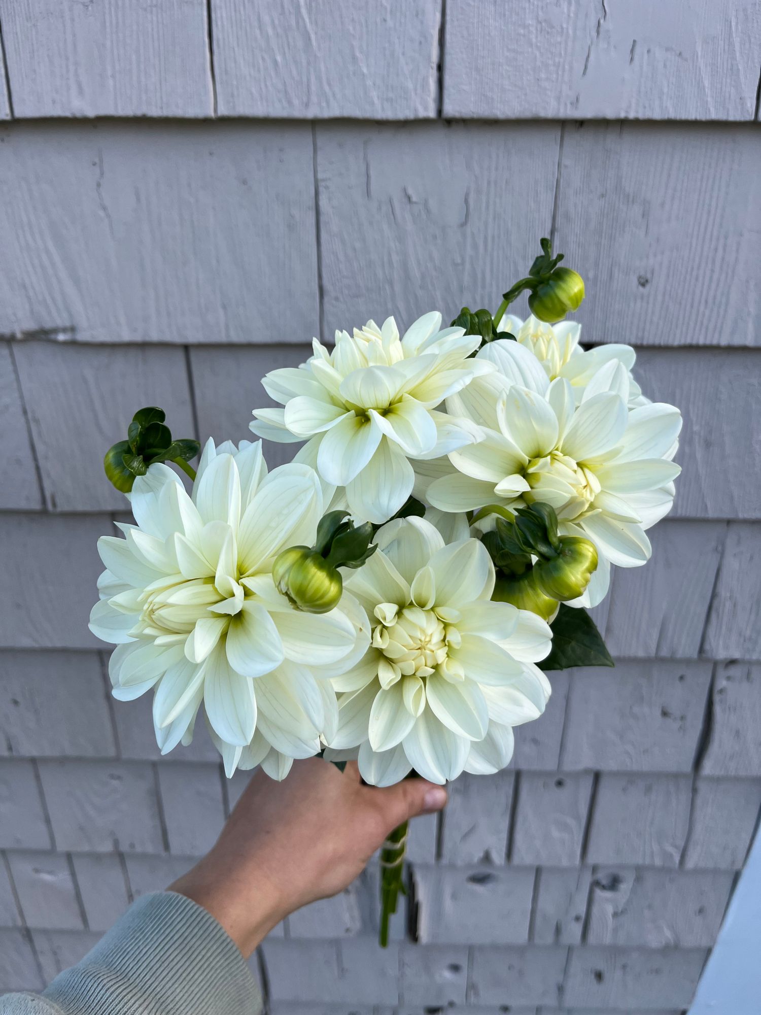 DAHLIA Bridezilla