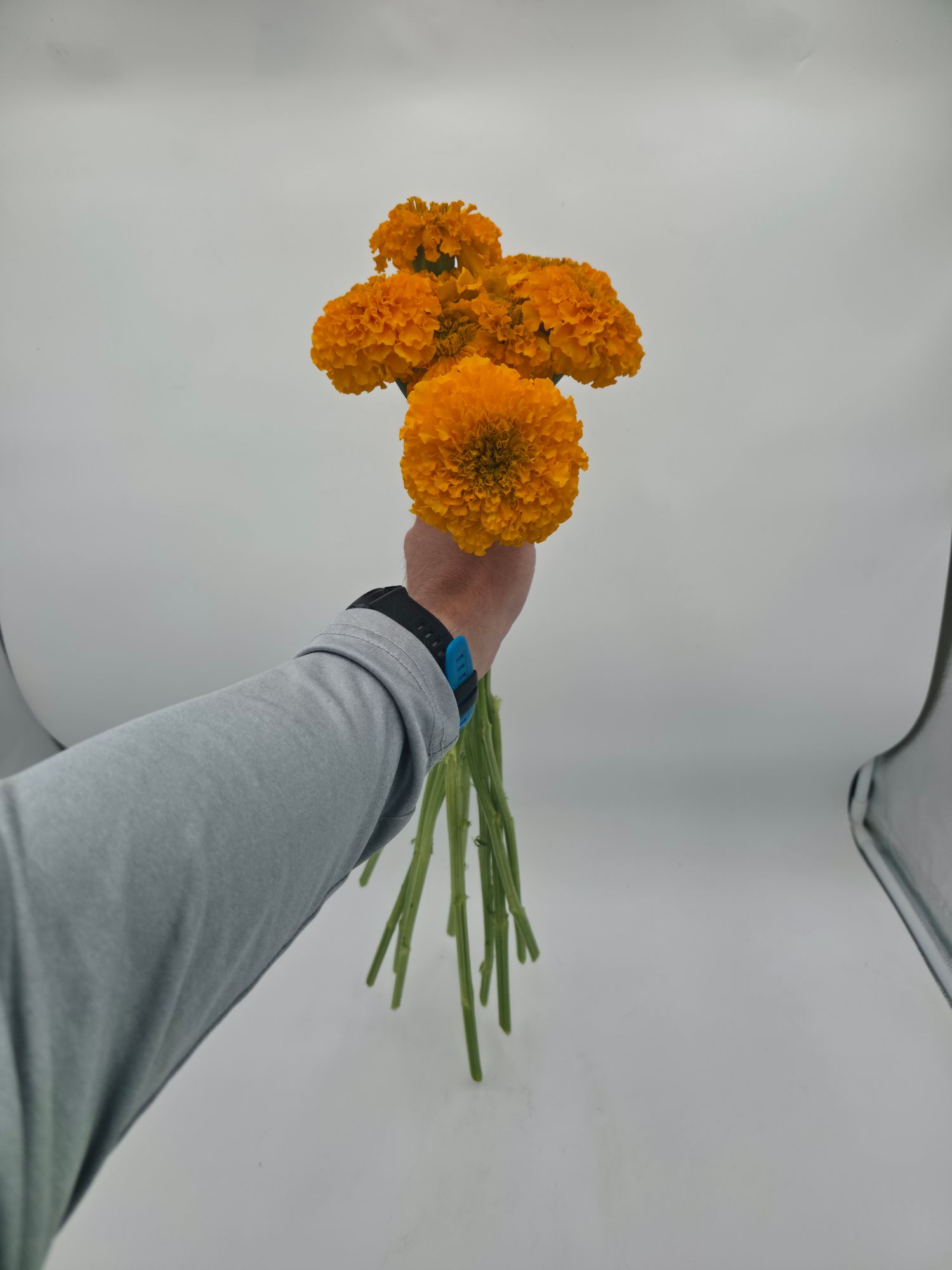 TAGETES erecta Coco