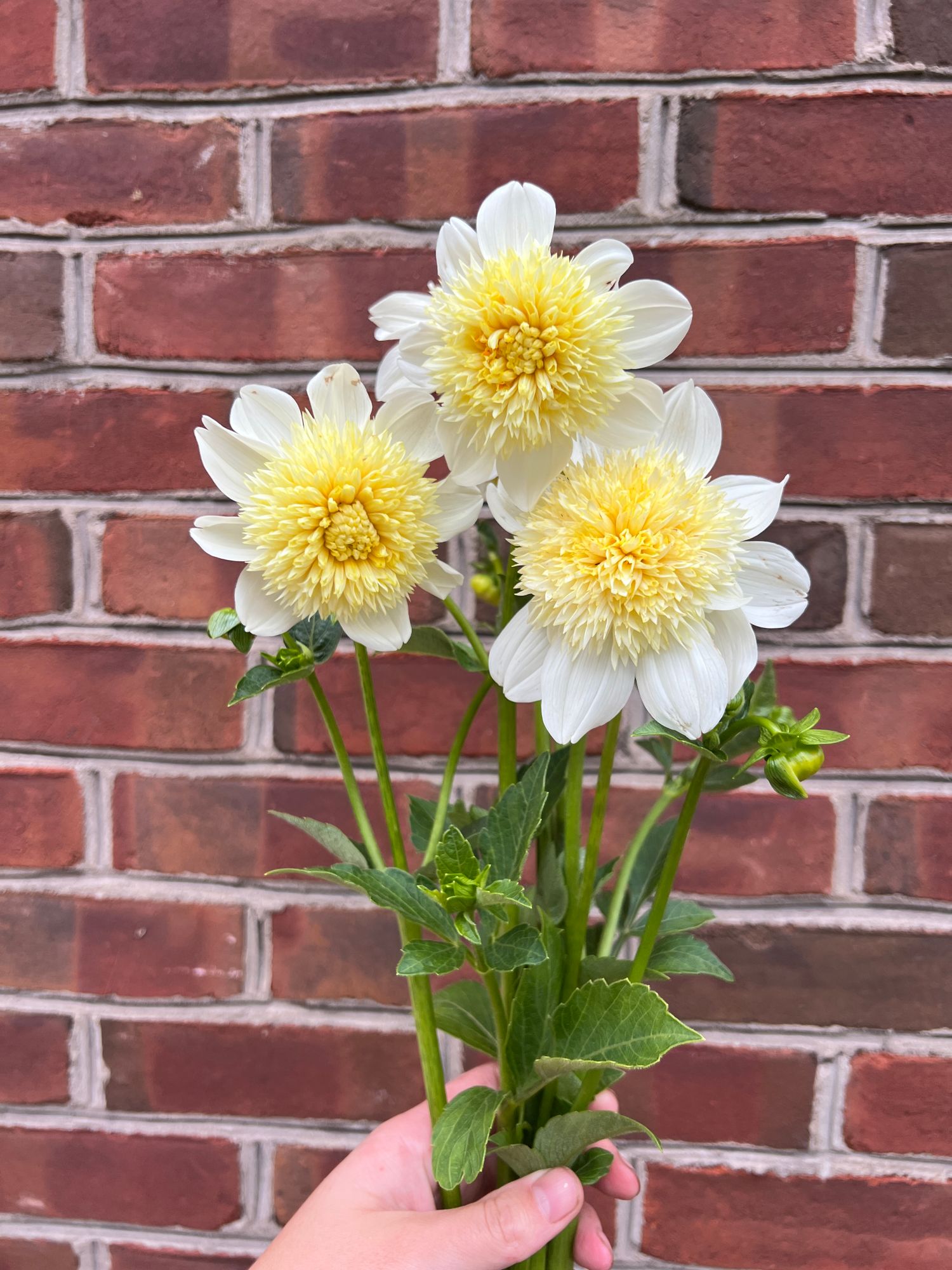 DAHLIA Platinum Blonde