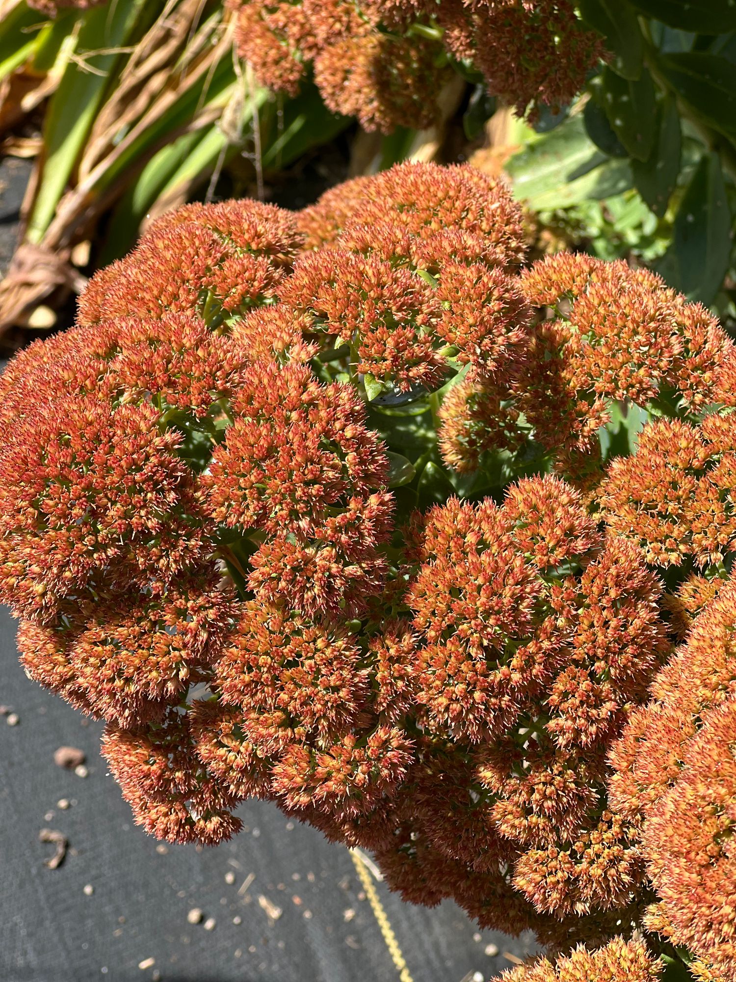 HYLOTELEPHIUM spectabile Autumn Joy