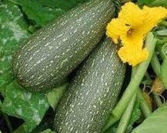 Cucurbit: Squash, Dostal Cucumber