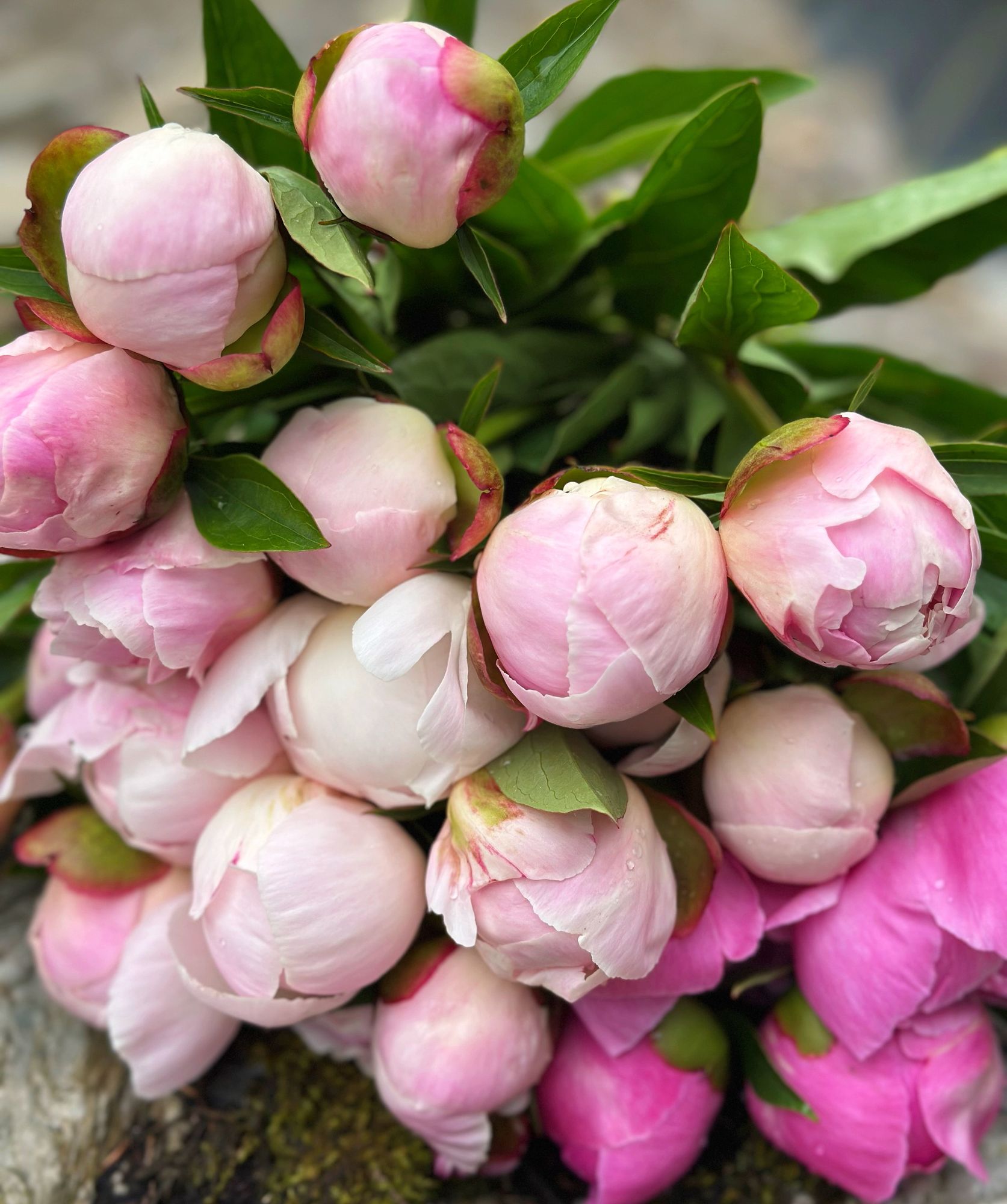 PAEONIA lactiflora