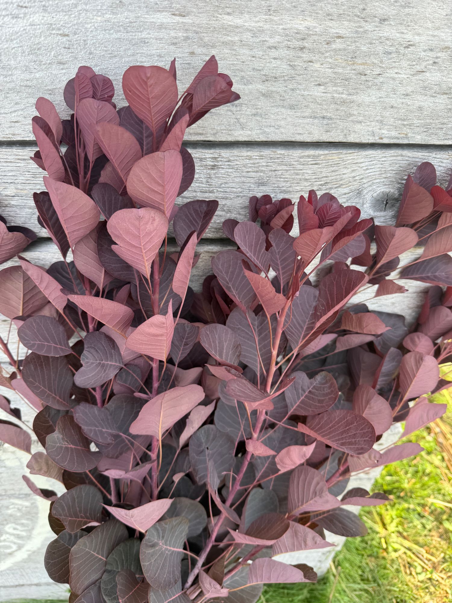 COTINUS coggygria