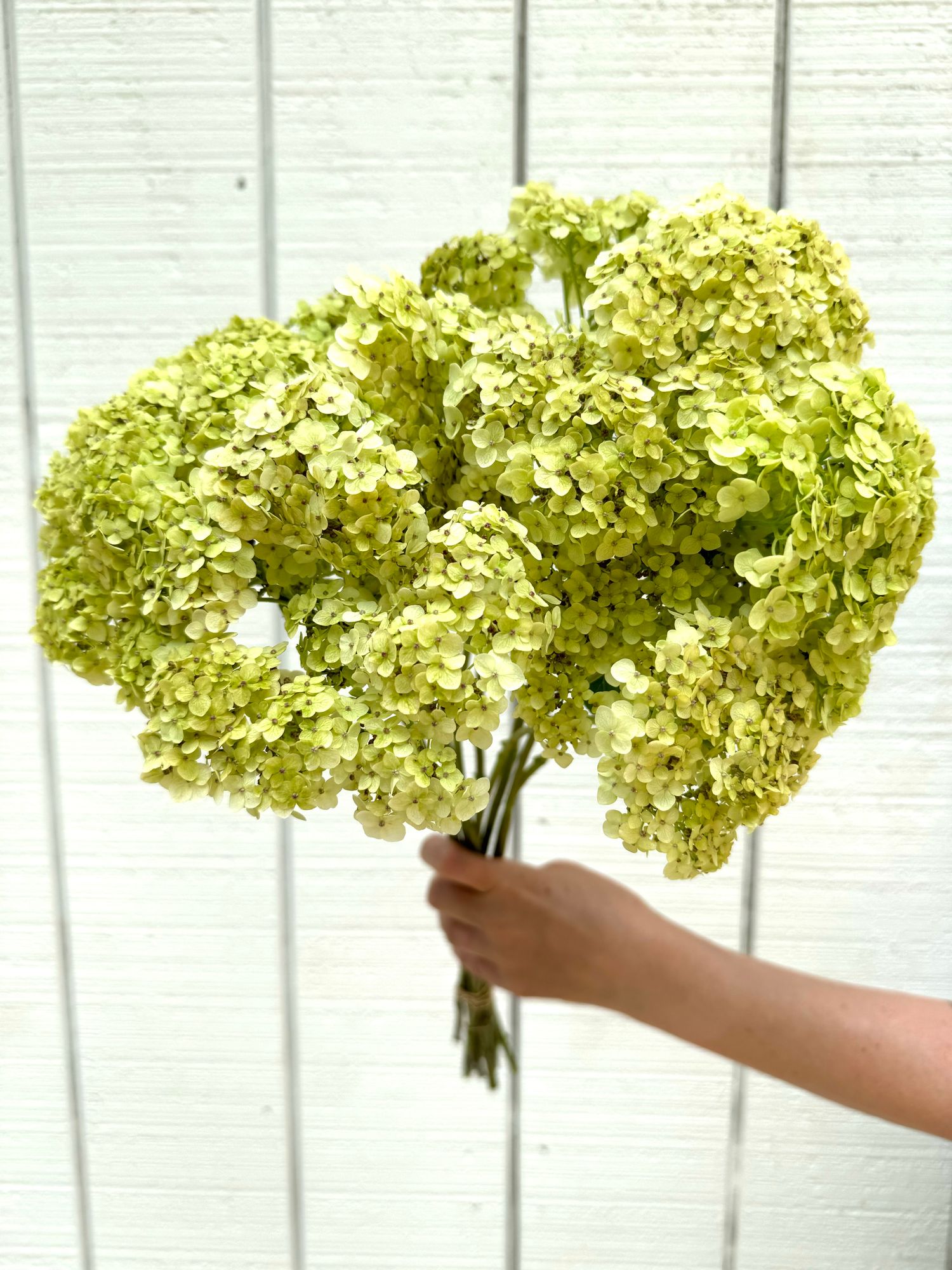HYDRANGEA arborescens Sublime