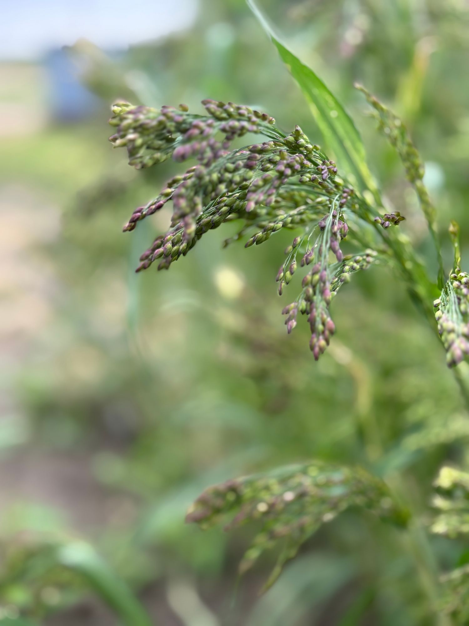 PANICUM violaceum Green Drops