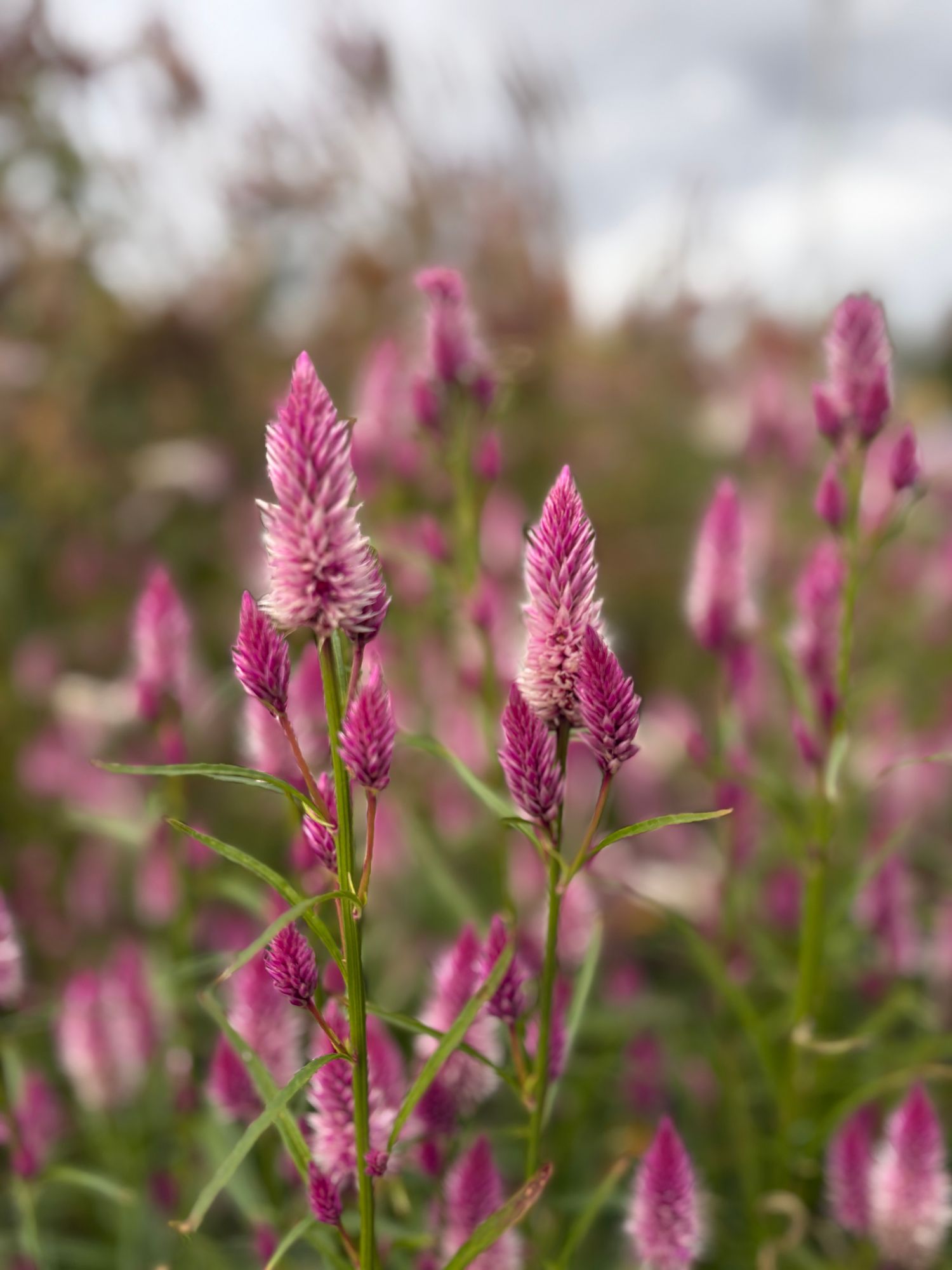 CELOSIA argentea spicata Flamingo Feather