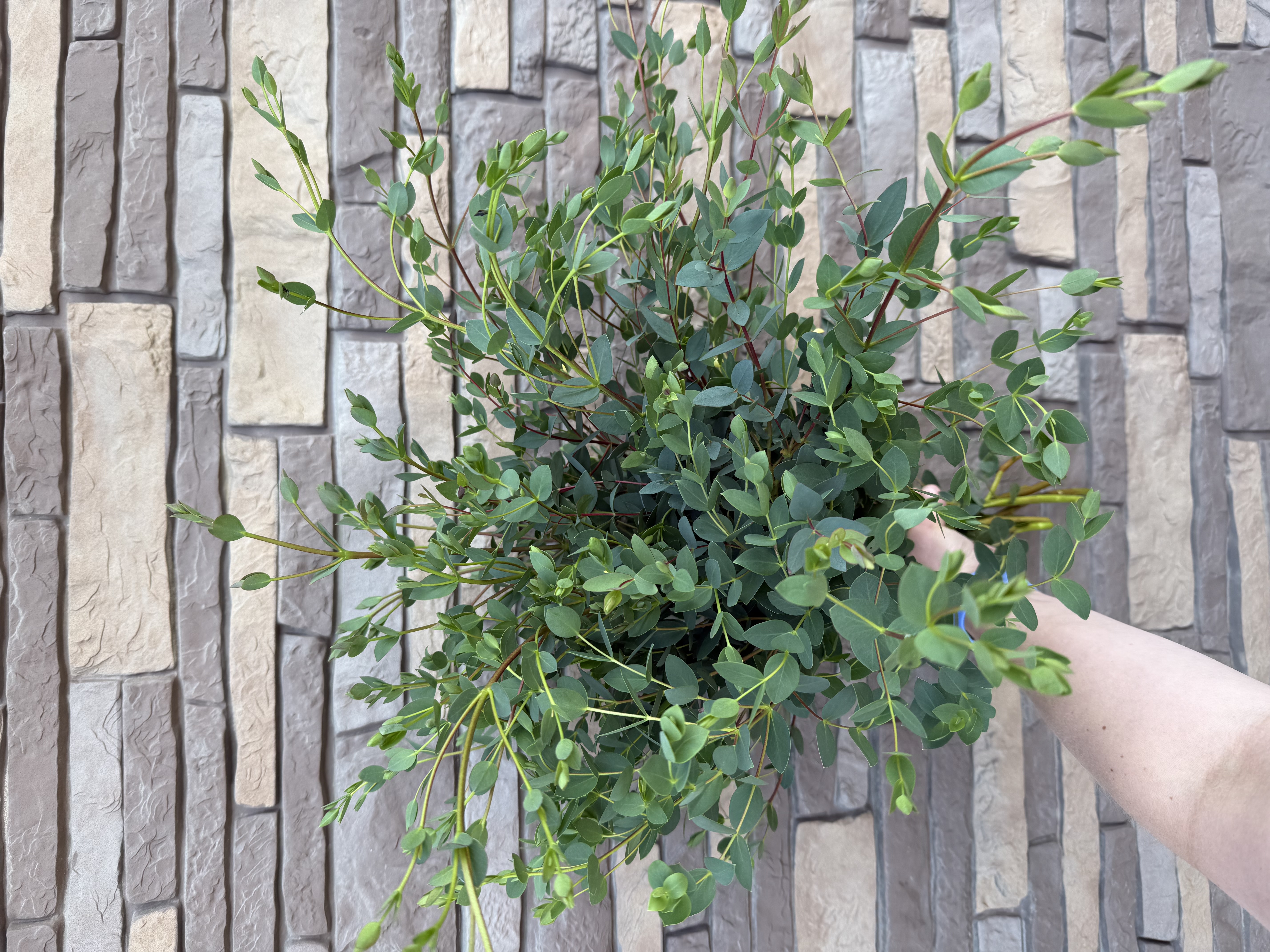 EUCALYPTUS parvula