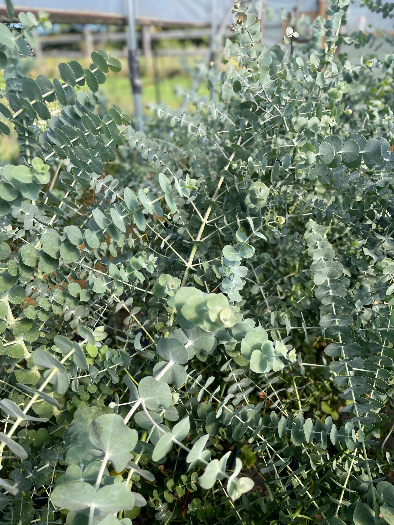EUCALYPTUS pulverulenta Baby Dwarf Florist Blue