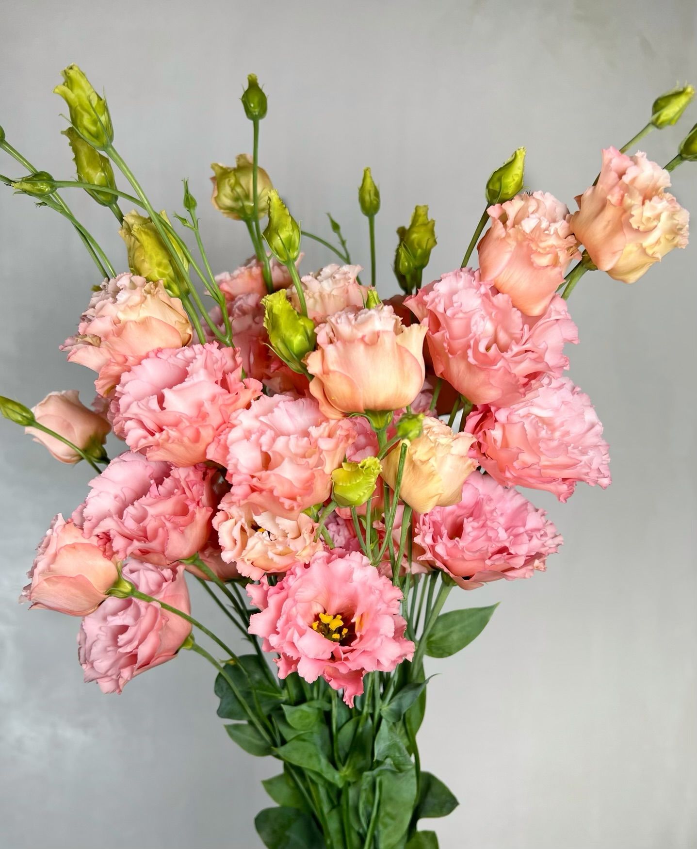 EUSTOMA grandiflorum Celeb