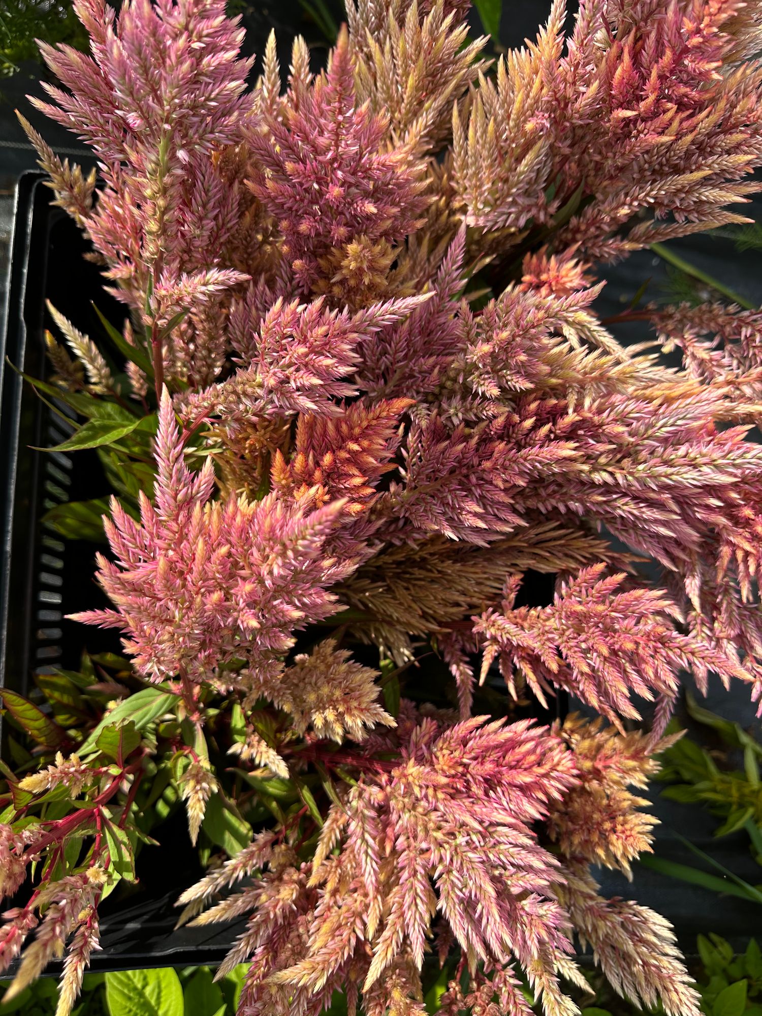 CELOSIA argentea var. plumosa Rose Gold