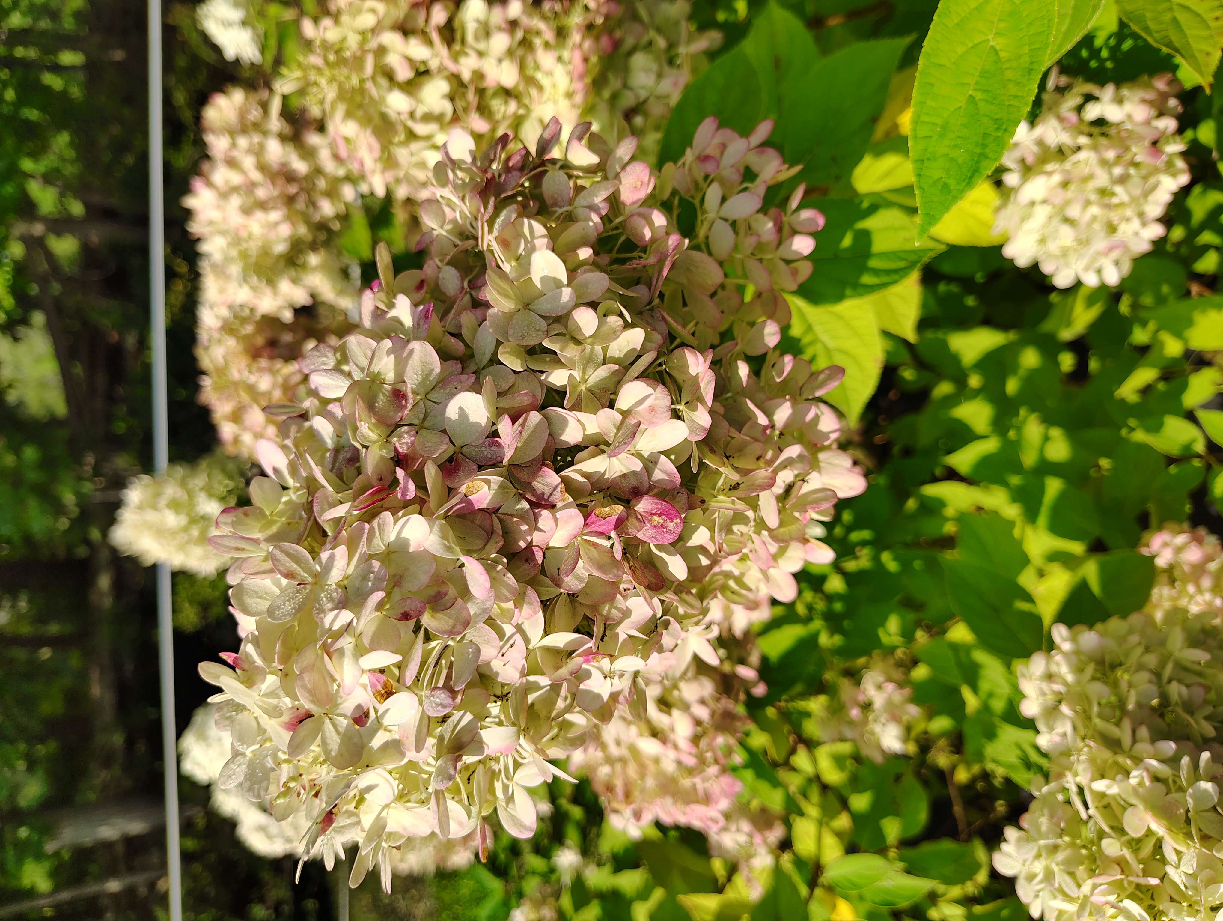 HYDRANGEA paniculata Limelight