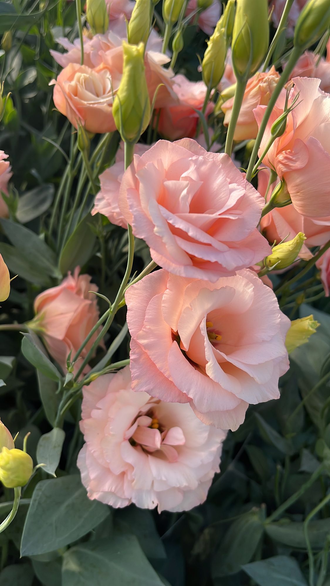 EUSTOMA grandiflorum ABC 3