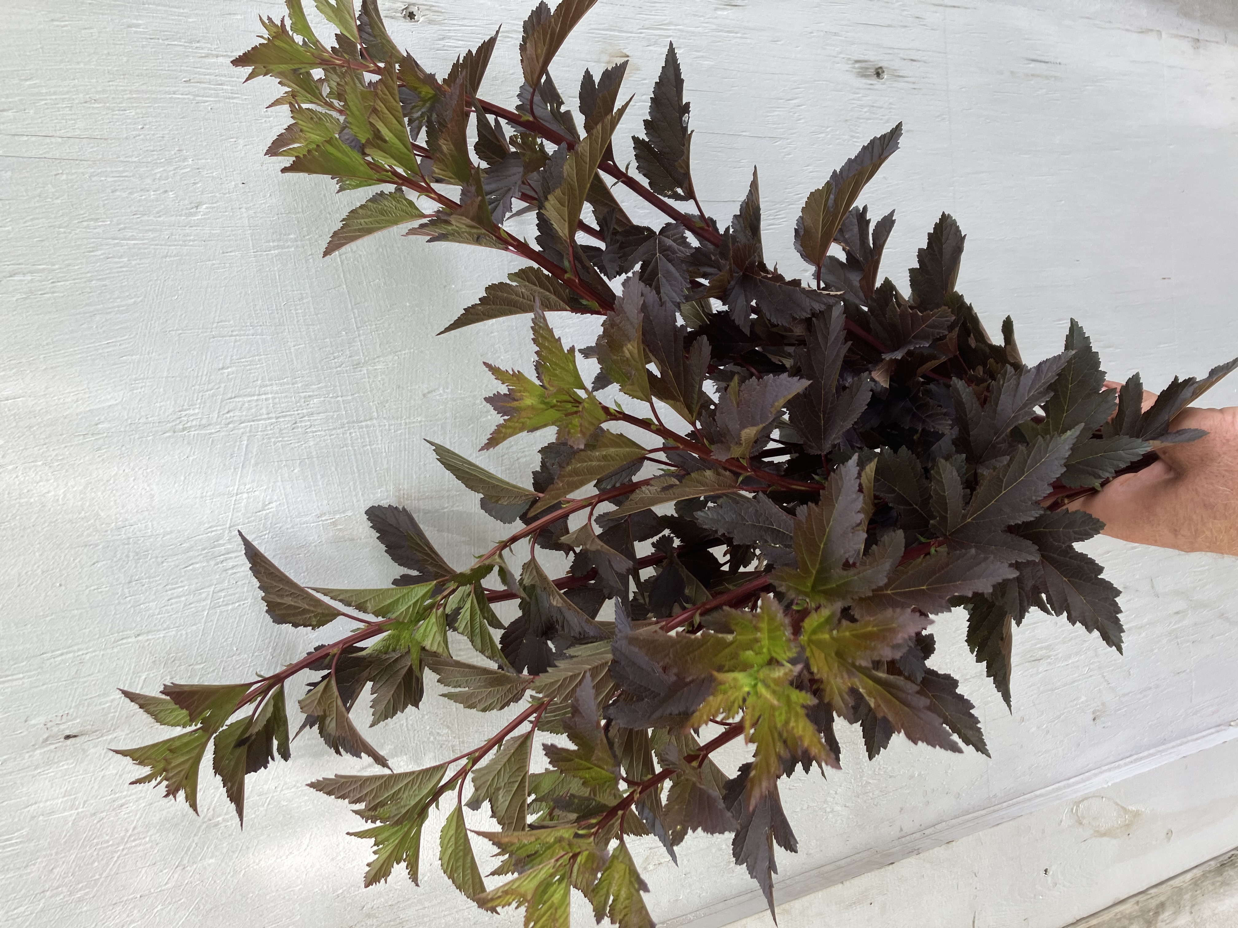 PHYSOCARPUS opulifolius Summer Wine