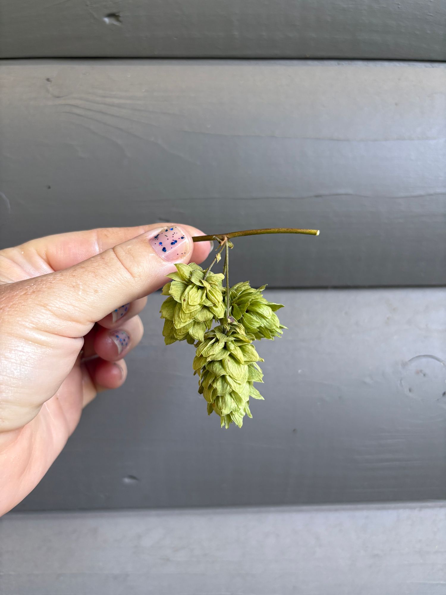 HUMULUS lupulus