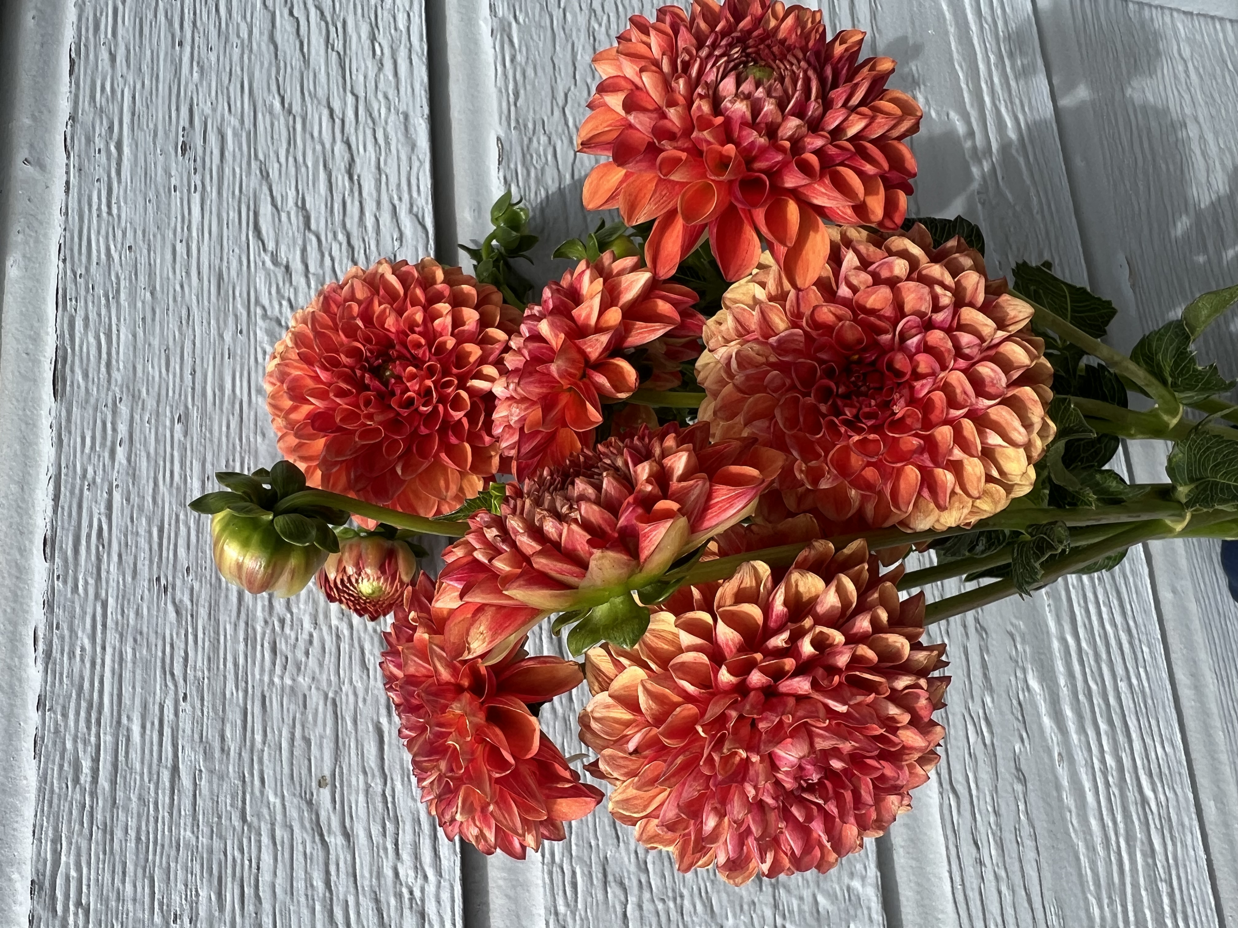 DAHLIA Cornel Bronze