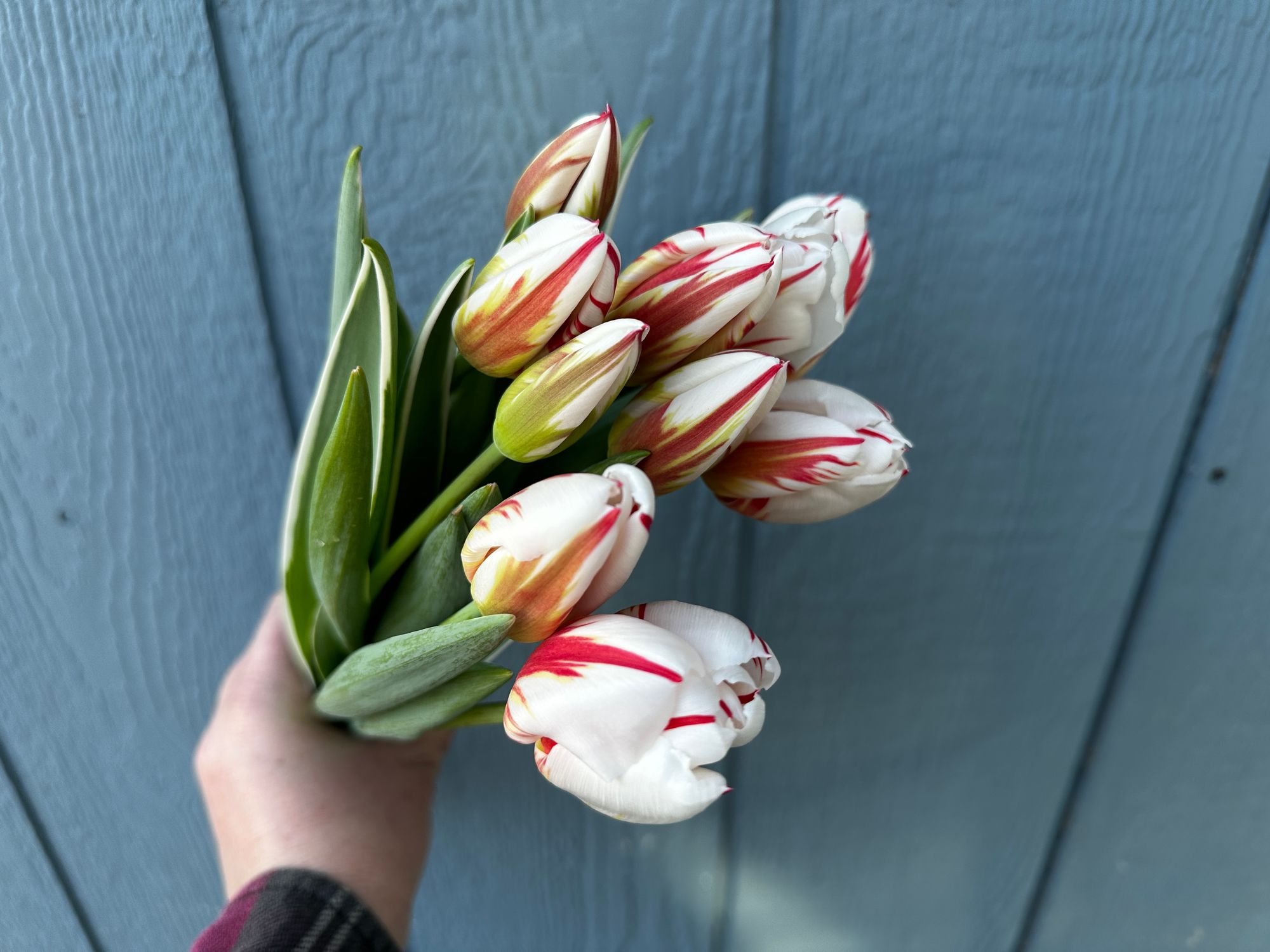 TULIPA