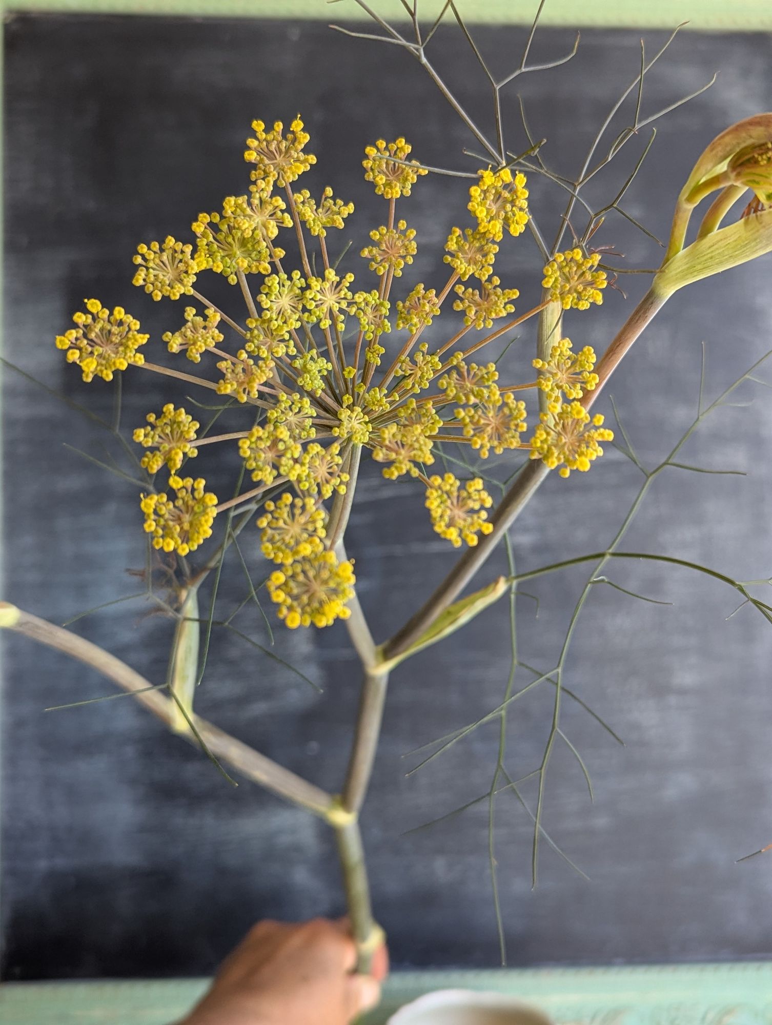 FOENICULUM vulgare