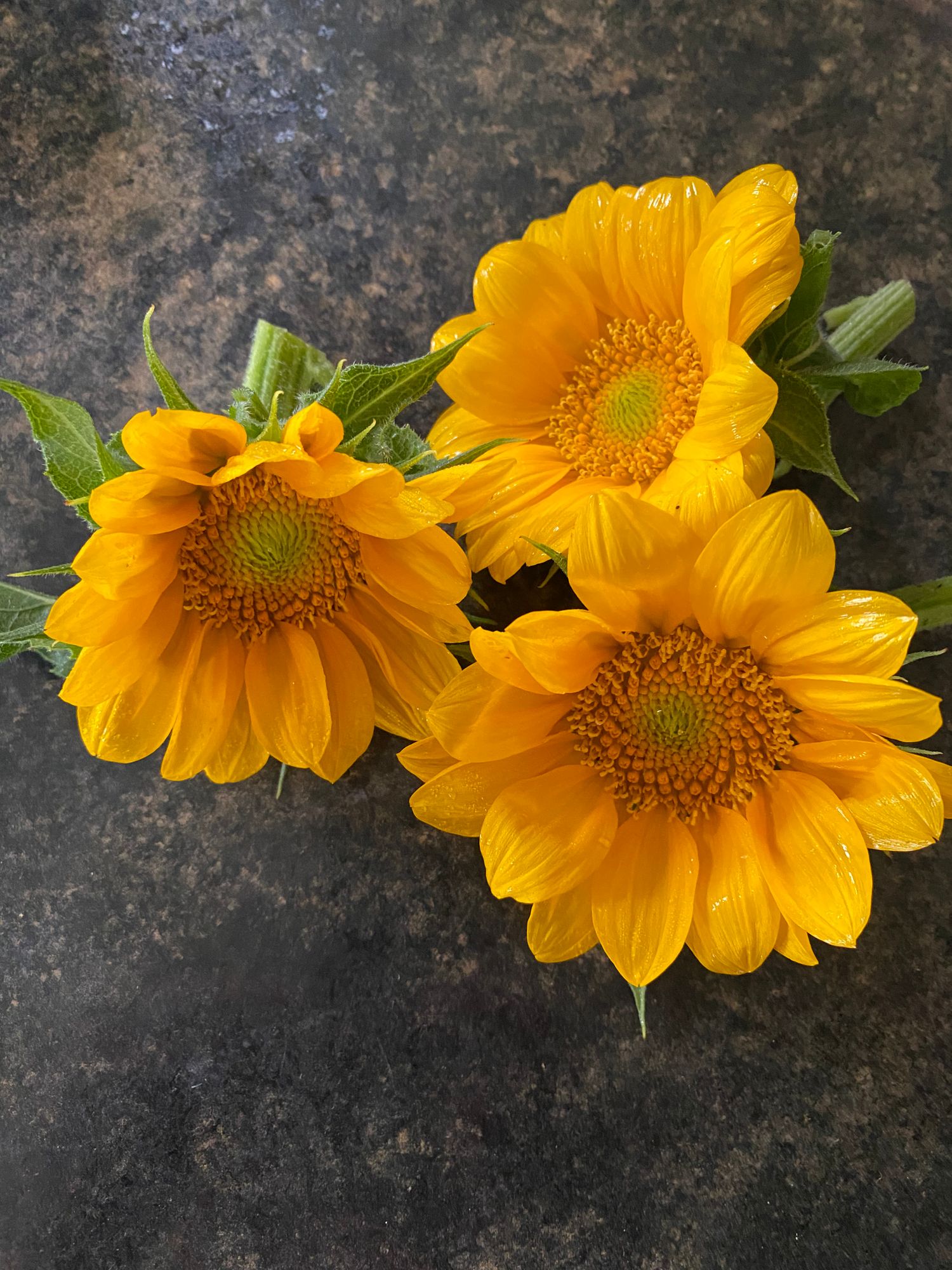 HELIANTHUS annuus ProCut Gold Lite