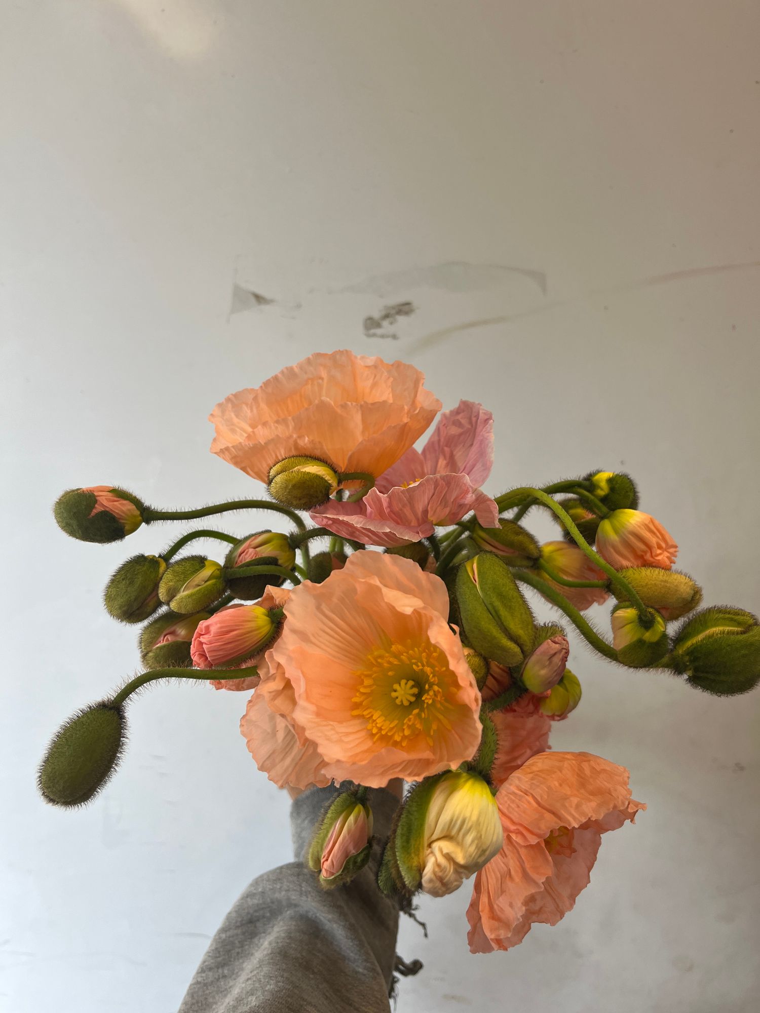PAPAVER nudicaule Meadow Pastel